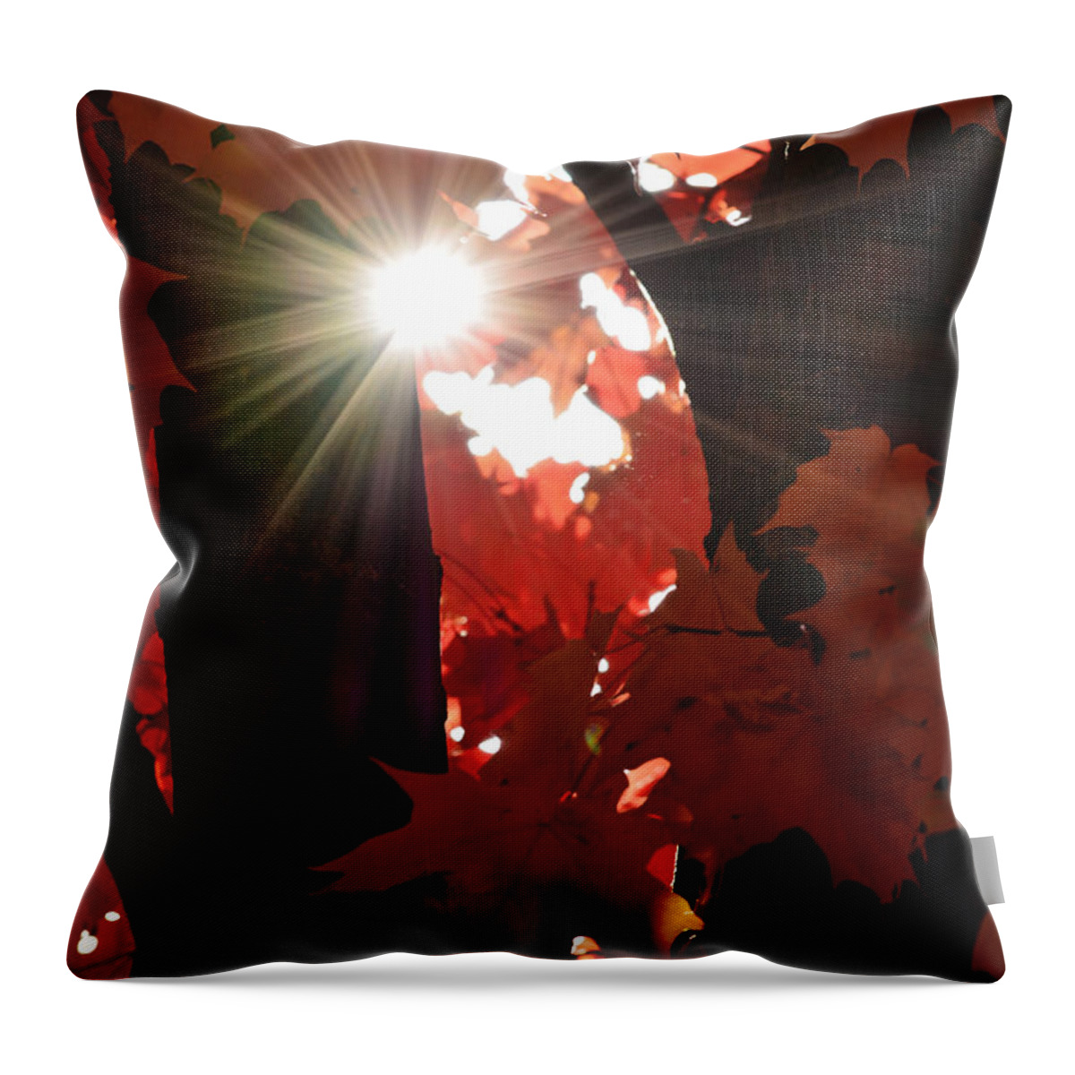Maple Leaf Throw Pillow featuring the photograph Shine On by Richard Andrews