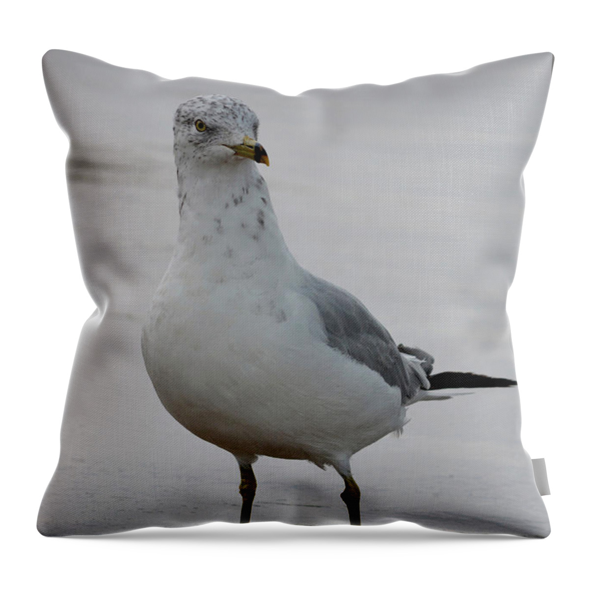 Seagull Throw Pillow featuring the photograph Shore Patrol by Richard Andrews