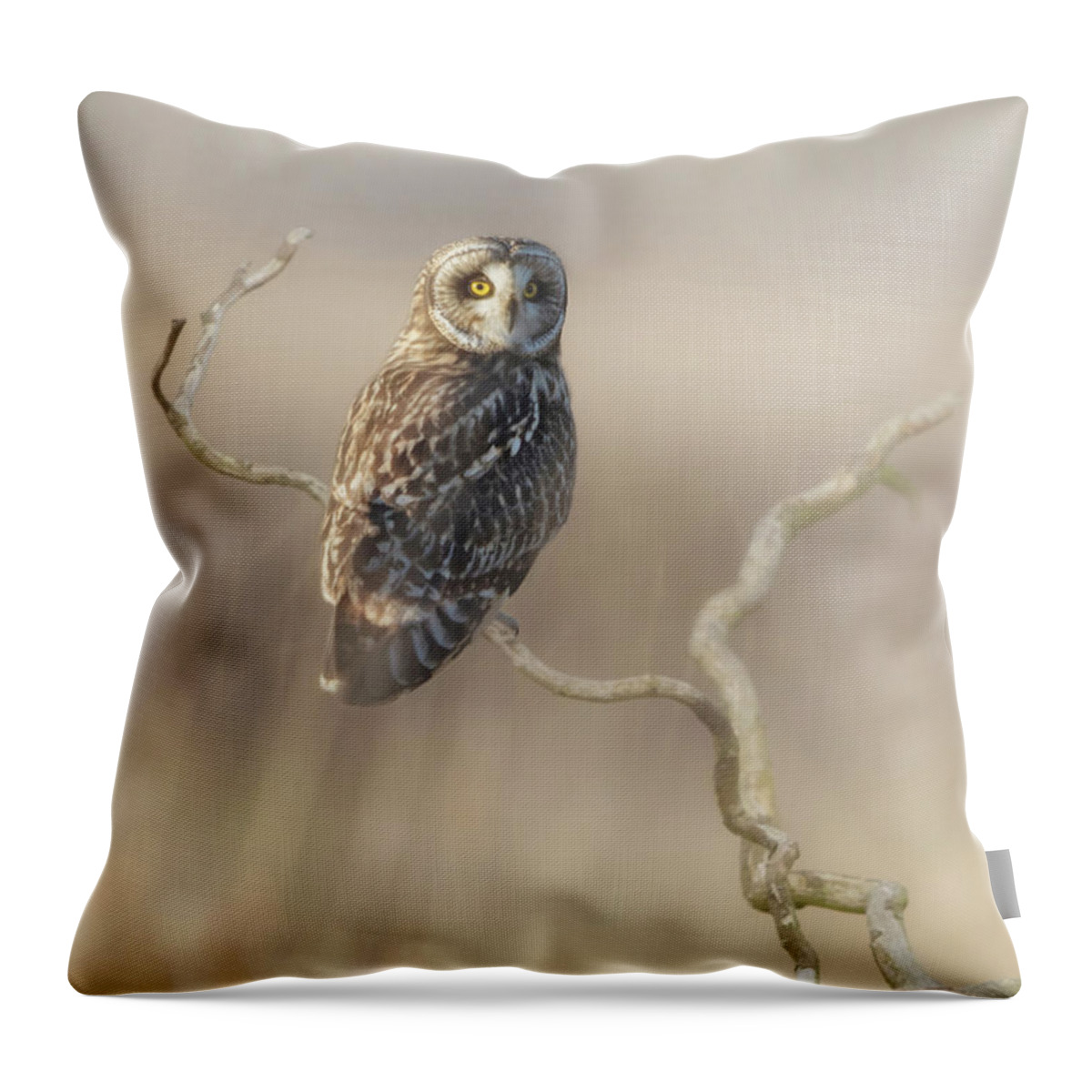 Owl Throw Pillow featuring the photograph Short-eared Owl by Angie Vogel