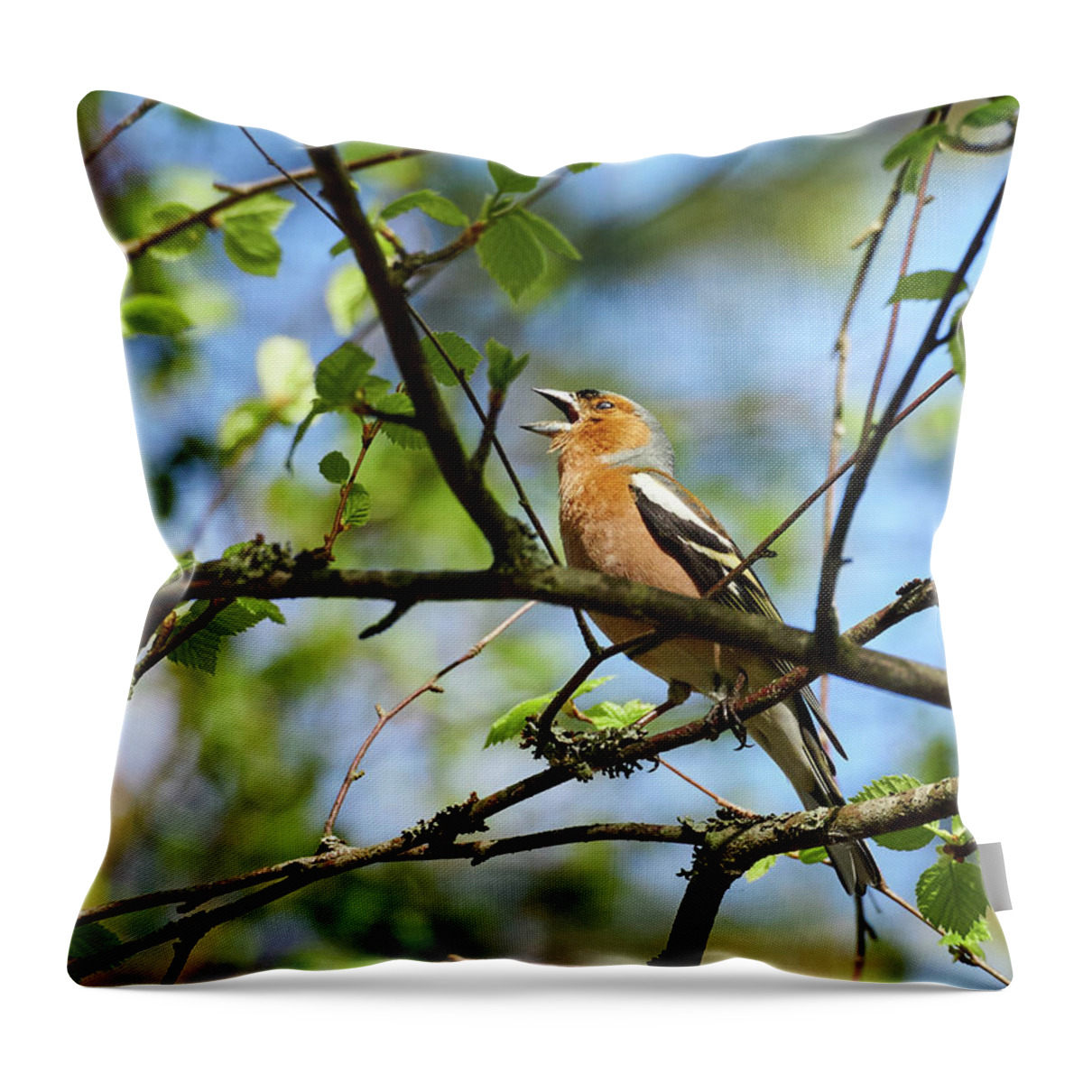 Common Chaffinch Throw Pillow featuring the photograph Shout it out loud. Common chaffinch by Jouko Lehto