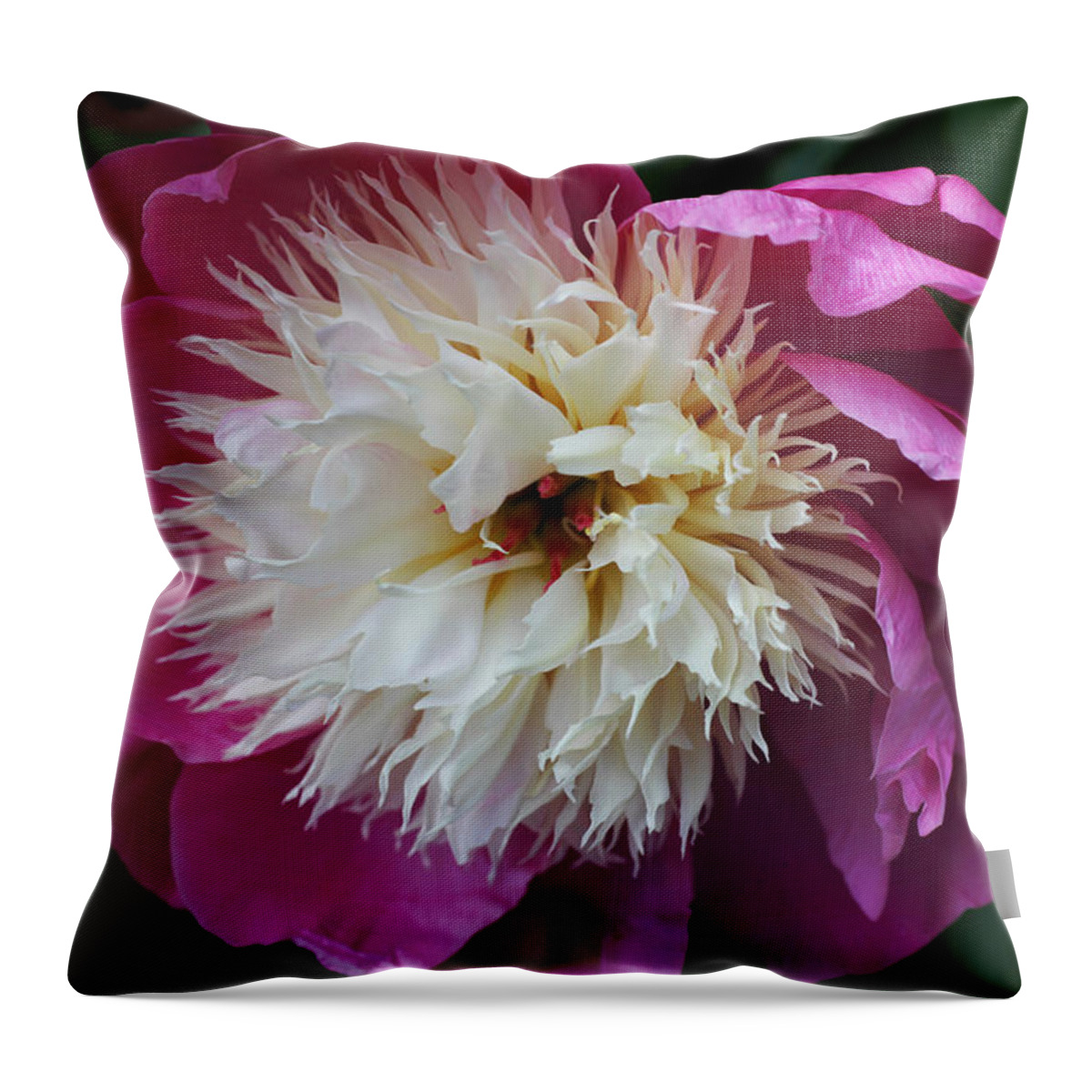 Peony Throw Pillow featuring the photograph Show Girl Peony by Tammy Pool