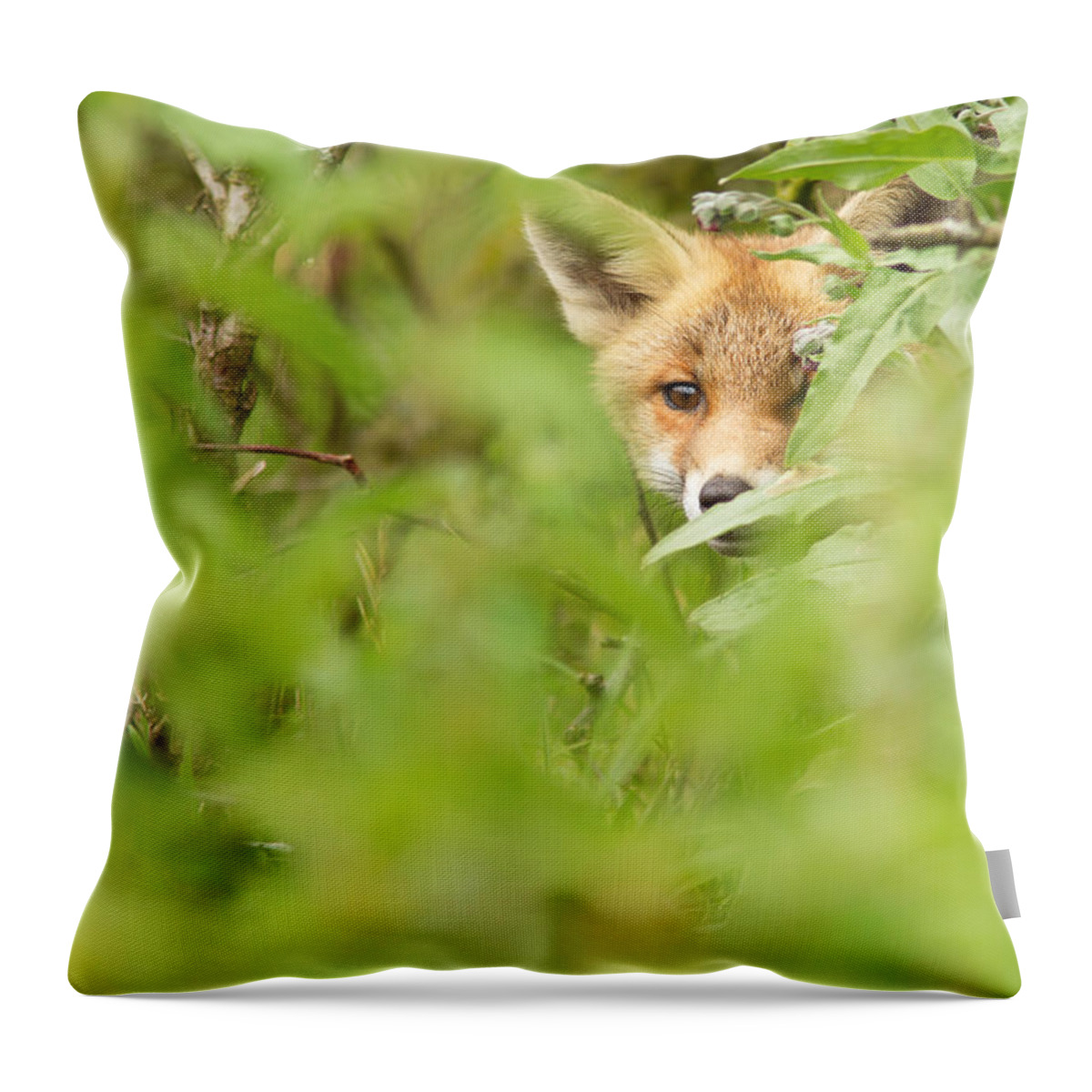 Afternoon Throw Pillow featuring the photograph ShyFox by Roeselien Raimond