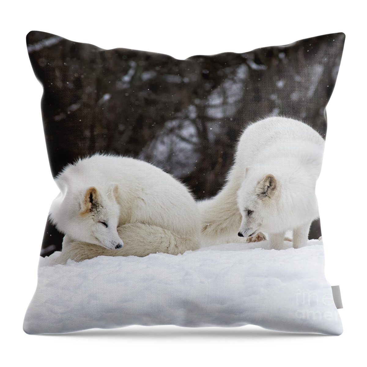 Nina Stavlund Throw Pillow featuring the photograph Sibling Love by Nina Stavlund