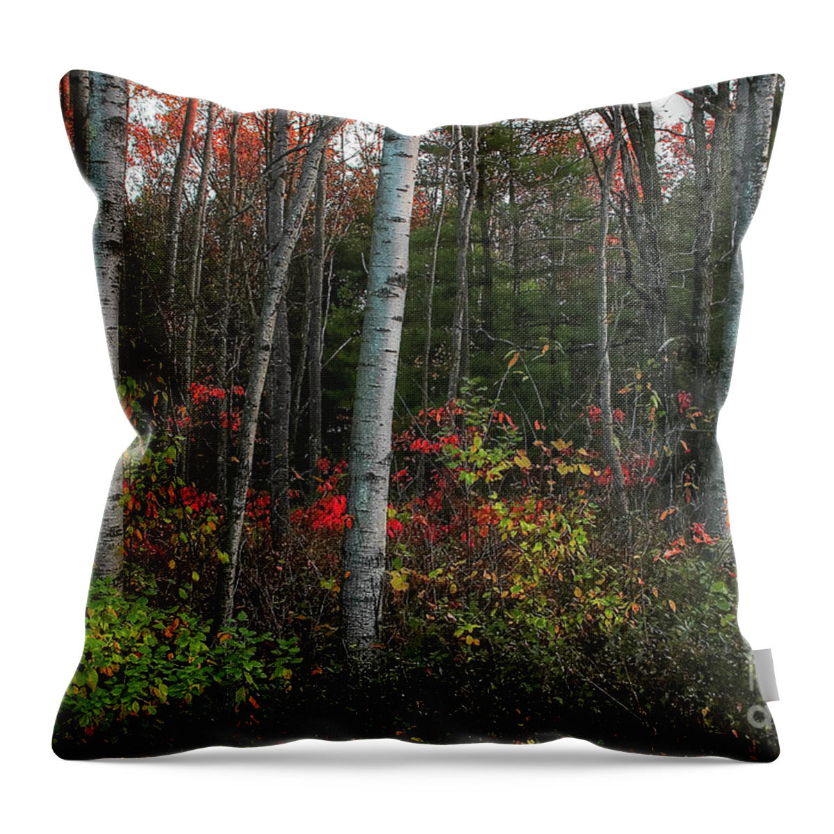Trees Throw Pillow featuring the photograph Silver Birch in Autumn by Randy Pollard