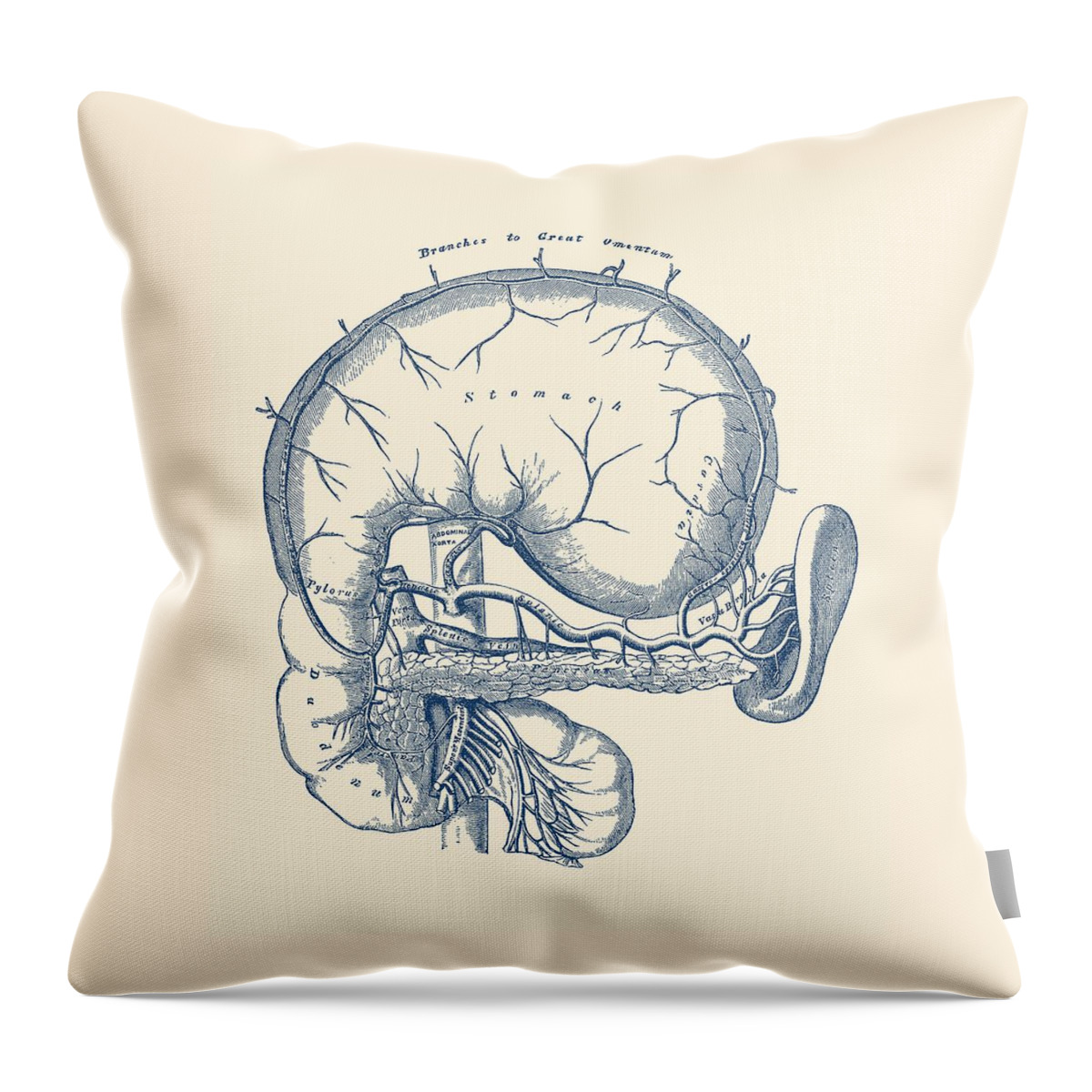 Stomach Anatomy Throw Pillow featuring the drawing Simple Human Stomach Diagram - Vintage Anatomy Poster by Vintage Anatomy Prints
