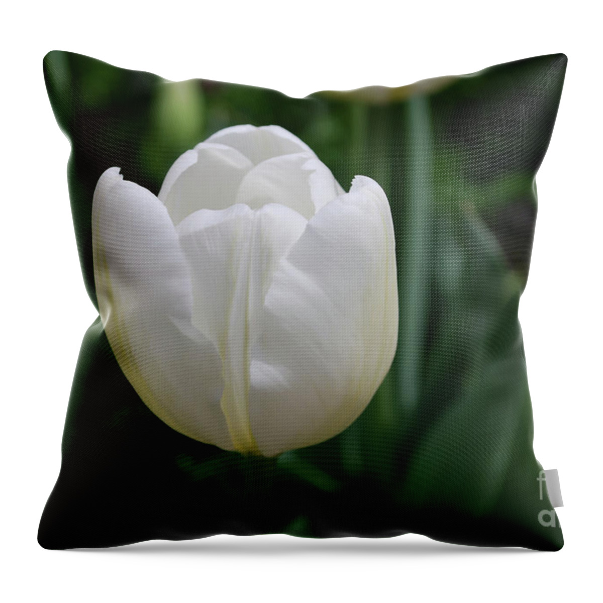 Tulip Throw Pillow featuring the photograph Single Plain White Blooming Tulip Flower Blossom by DejaVu Designs