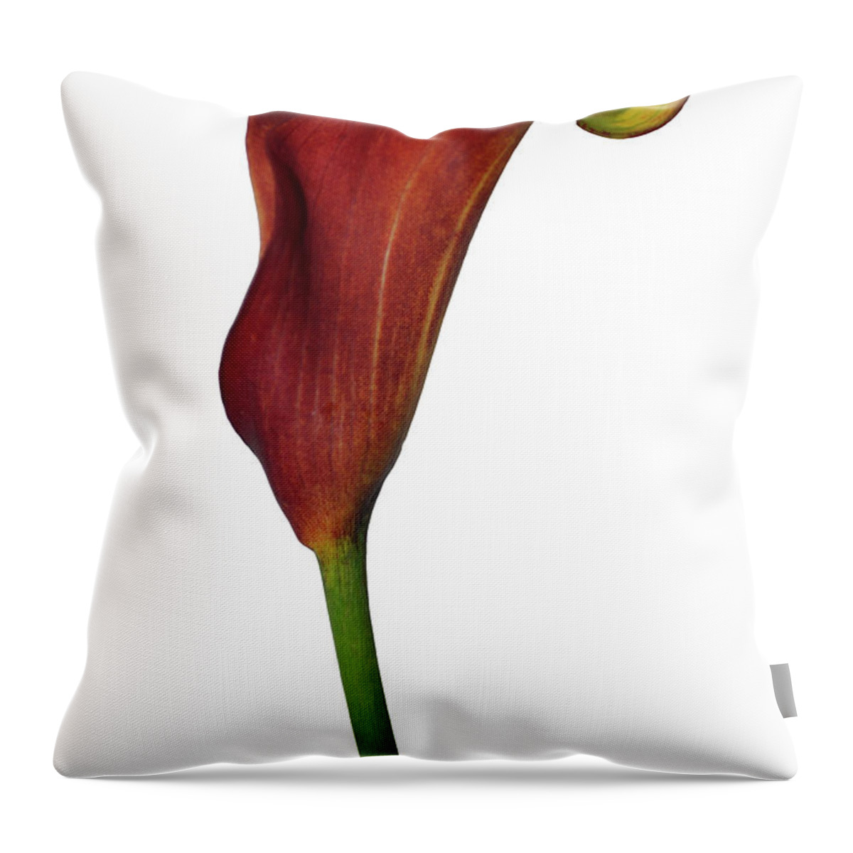 Rust Throw Pillow featuring the photograph Single Rust Calla Lily Stem by Heather Kirk