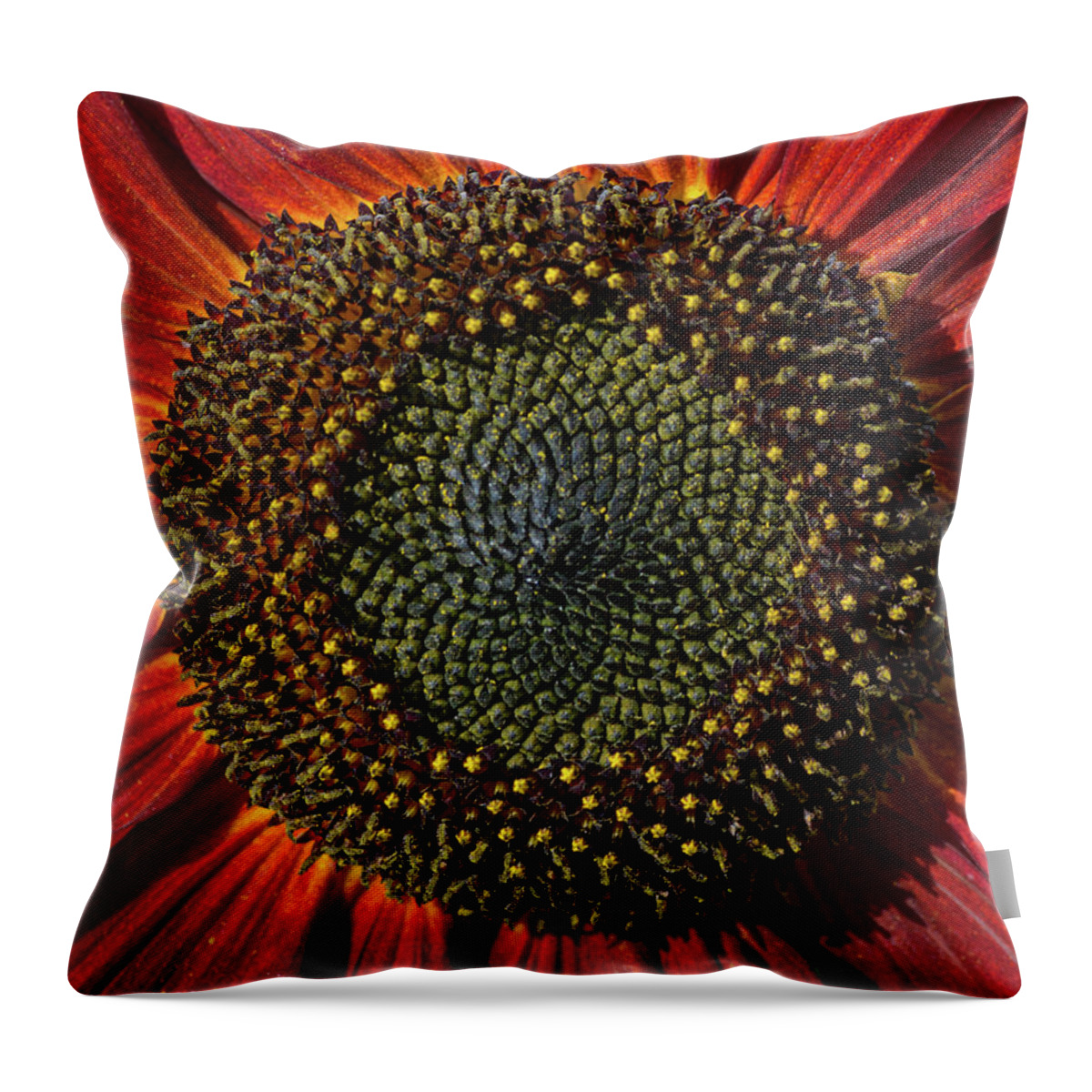 Sunflower Throw Pillow featuring the photograph Single Sun flower by Pete Hemington