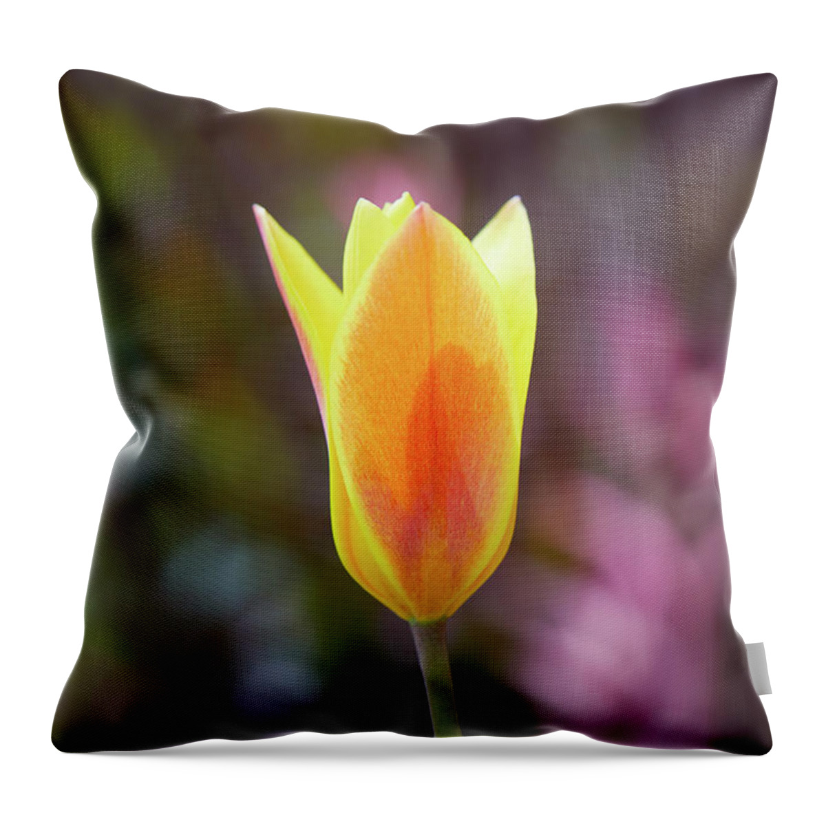 Tulip Throw Pillow featuring the photograph Single tulip by Garden Gate magazine