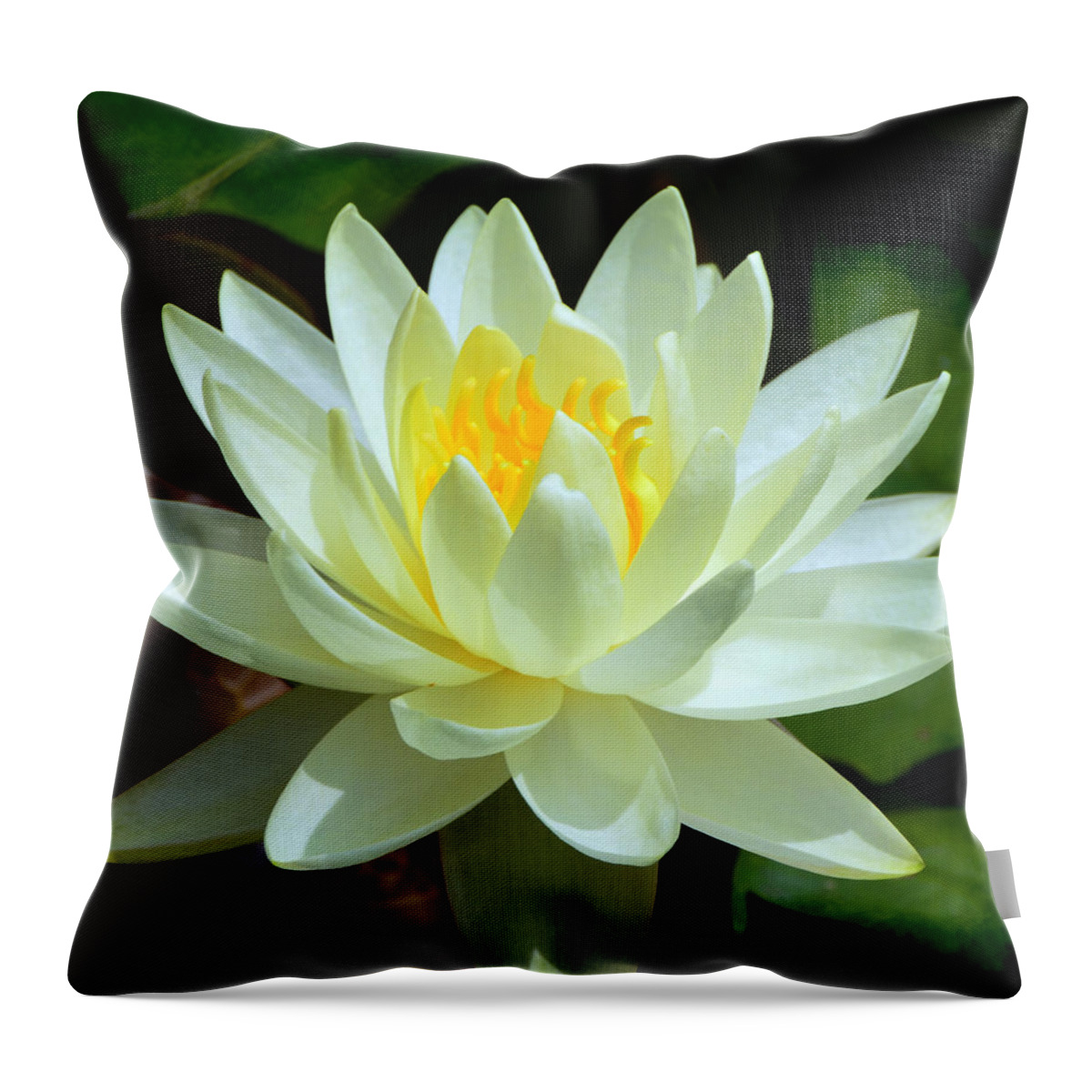 Water Throw Pillow featuring the photograph Single Yellow Water Lily by Kathleen Stephens