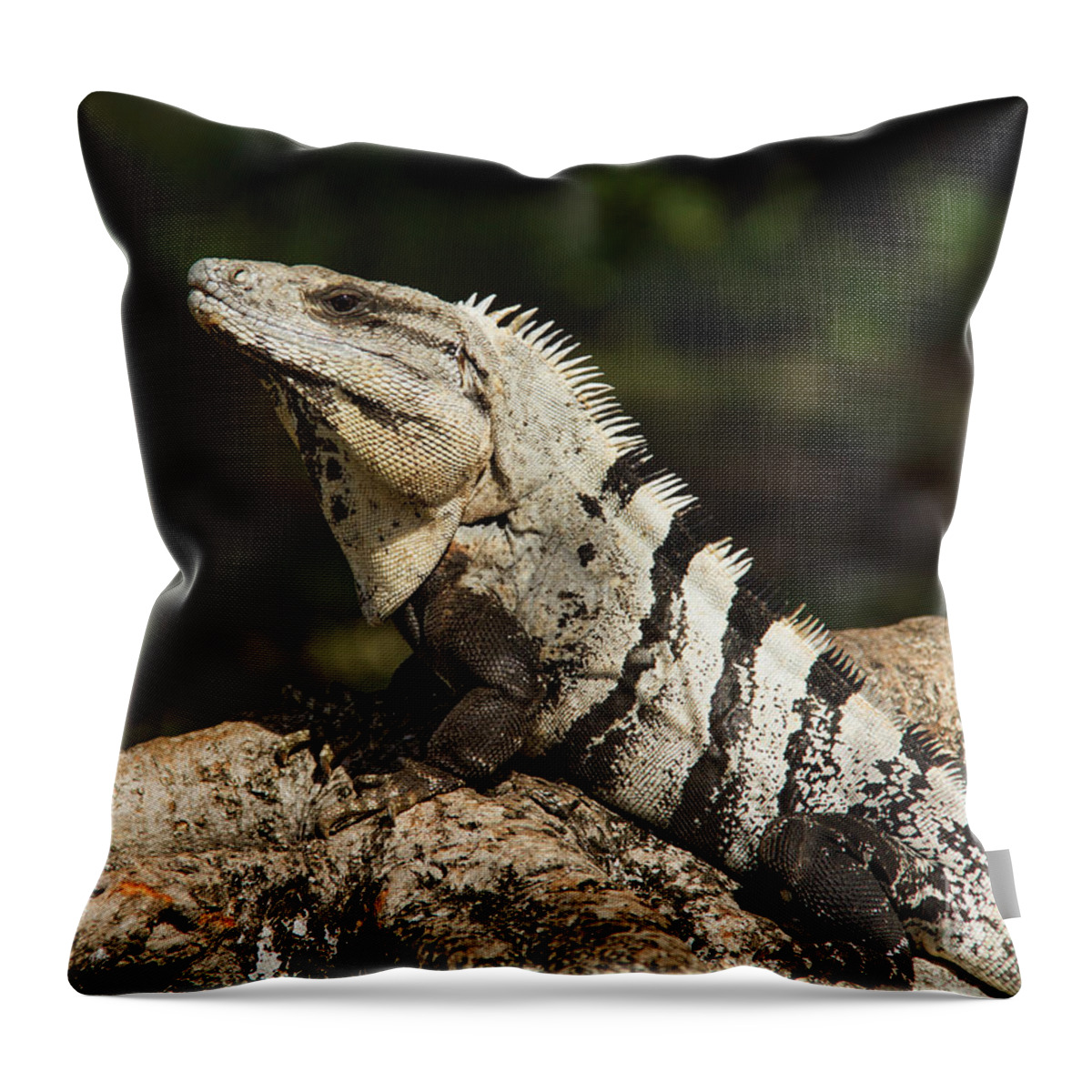Kaylyn Franks Throw Pillow featuring the photograph Sir Iguana Mexican Art by Kaylyn Franks by Kaylyn Franks