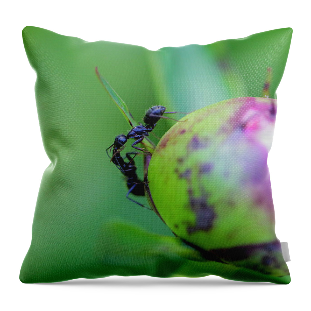 Camponotus Pennsylvanicus Throw Pillow featuring the photograph Sisters by Todd Bannor