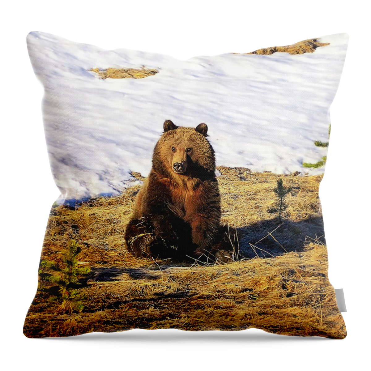 Grizzly Bear Throw Pillow featuring the photograph Sit Up And Take Notice by Greg Norrell