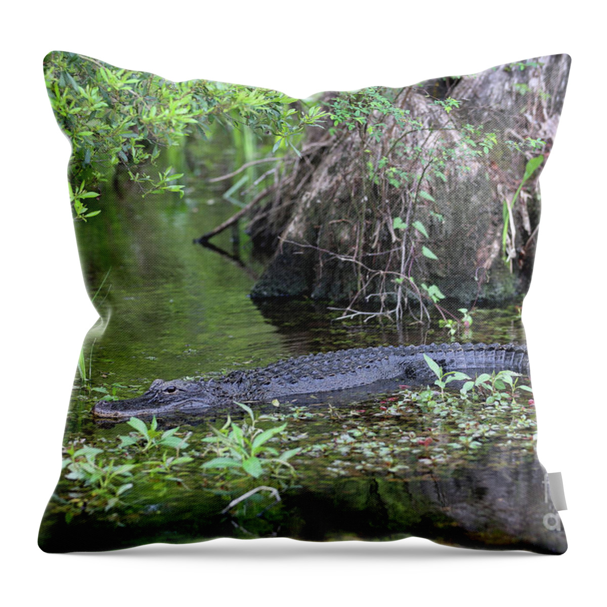 Swamp Throw Pillow featuring the photograph Sitting Pretty Gator by Carol Groenen