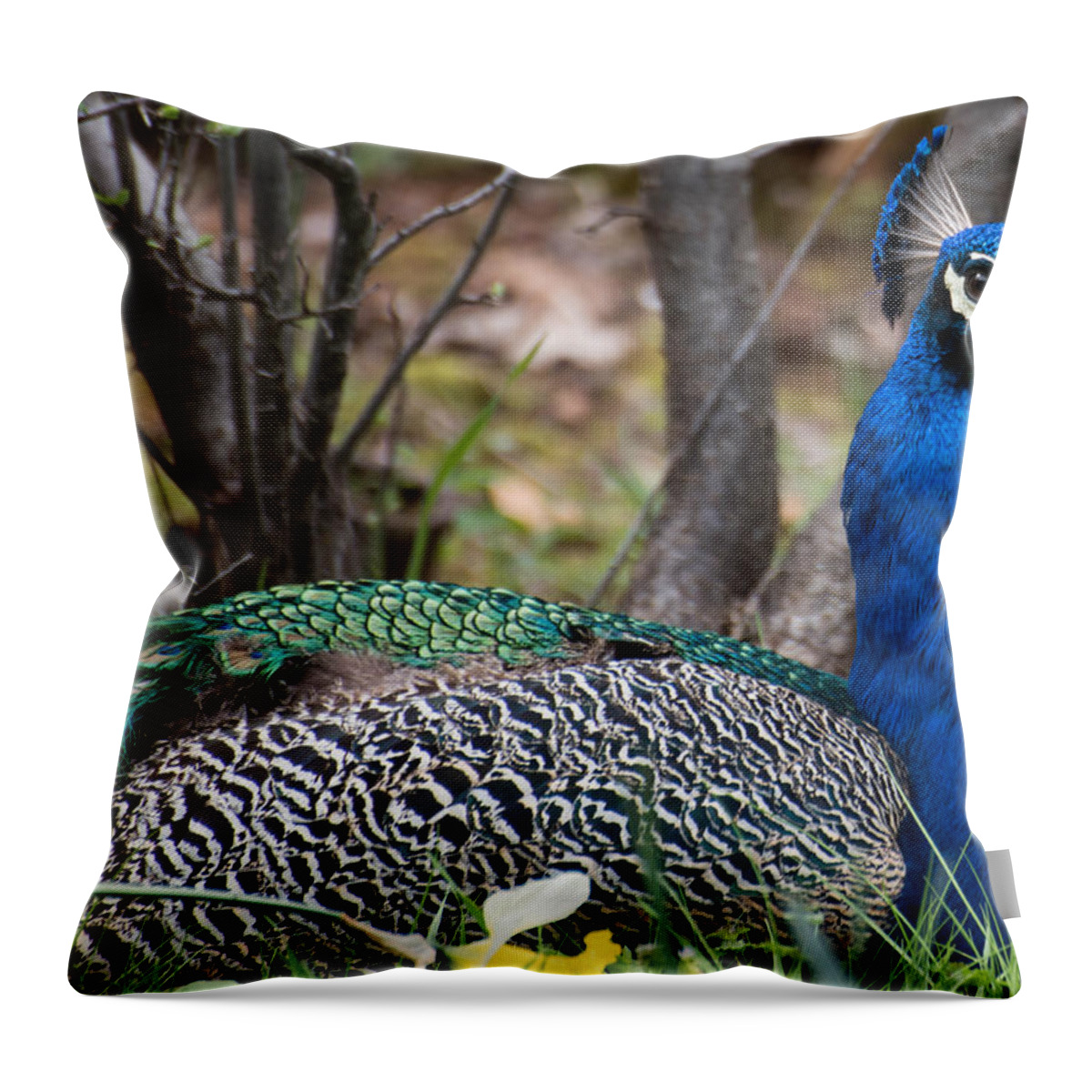  Throw Pillow featuring the photograph Sitting Pretty by Wendy Carrington