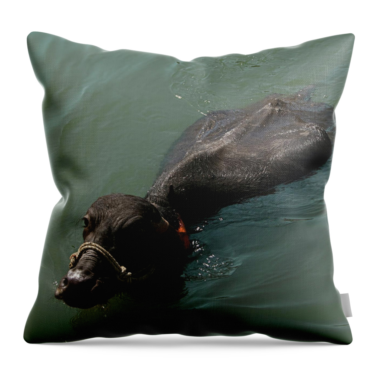 Keeping Throw Pillow featuring the photograph SKC 5600 Keeping Cool by Sunil Kapadia