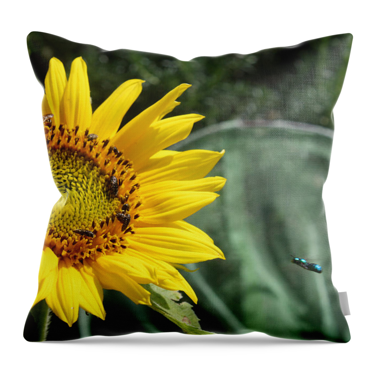 Sunflower Throw Pillow featuring the photograph Skipping Spring by Ismael Cavazos