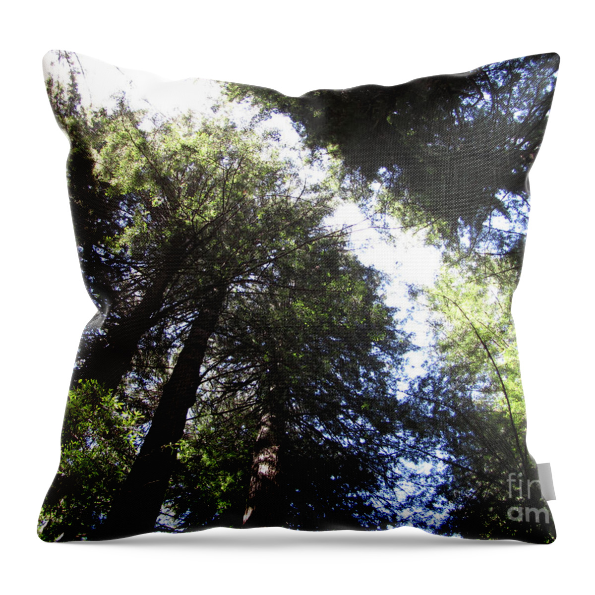 Muir Wood Throw Pillow featuring the photograph Skylight Wisdom by Julia Stubbe