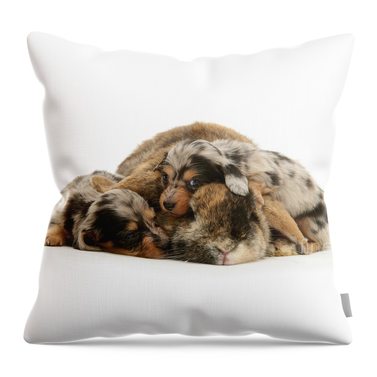 Dwarf Lop Throw Pillow featuring the photograph Sleep in Camouflage by Warren Photographic