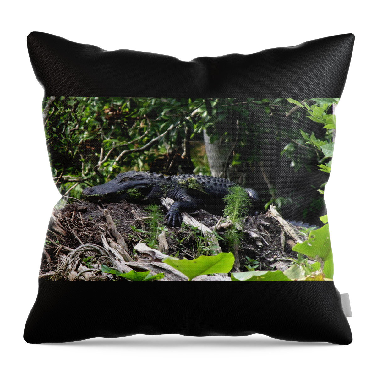 American Alligator Throw Pillow featuring the photograph Sleeping Alligator by Barbara Bowen