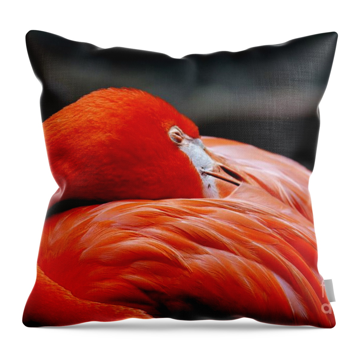 Sleeping Flamingo Throw Pillow featuring the photograph Sleeping Beauty by Julie Adair
