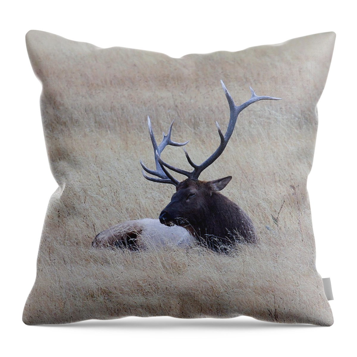 Bull Elk Throw Pillow featuring the photograph Sleeping Giant by Steve McKinzie
