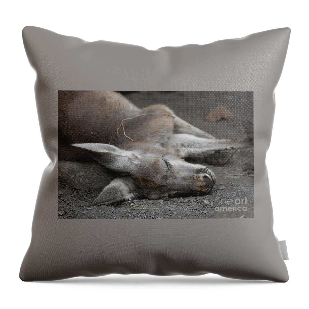 Kangaroo Throw Pillow featuring the photograph Sleeping Joey 20120714_65a by Tina Hopkins