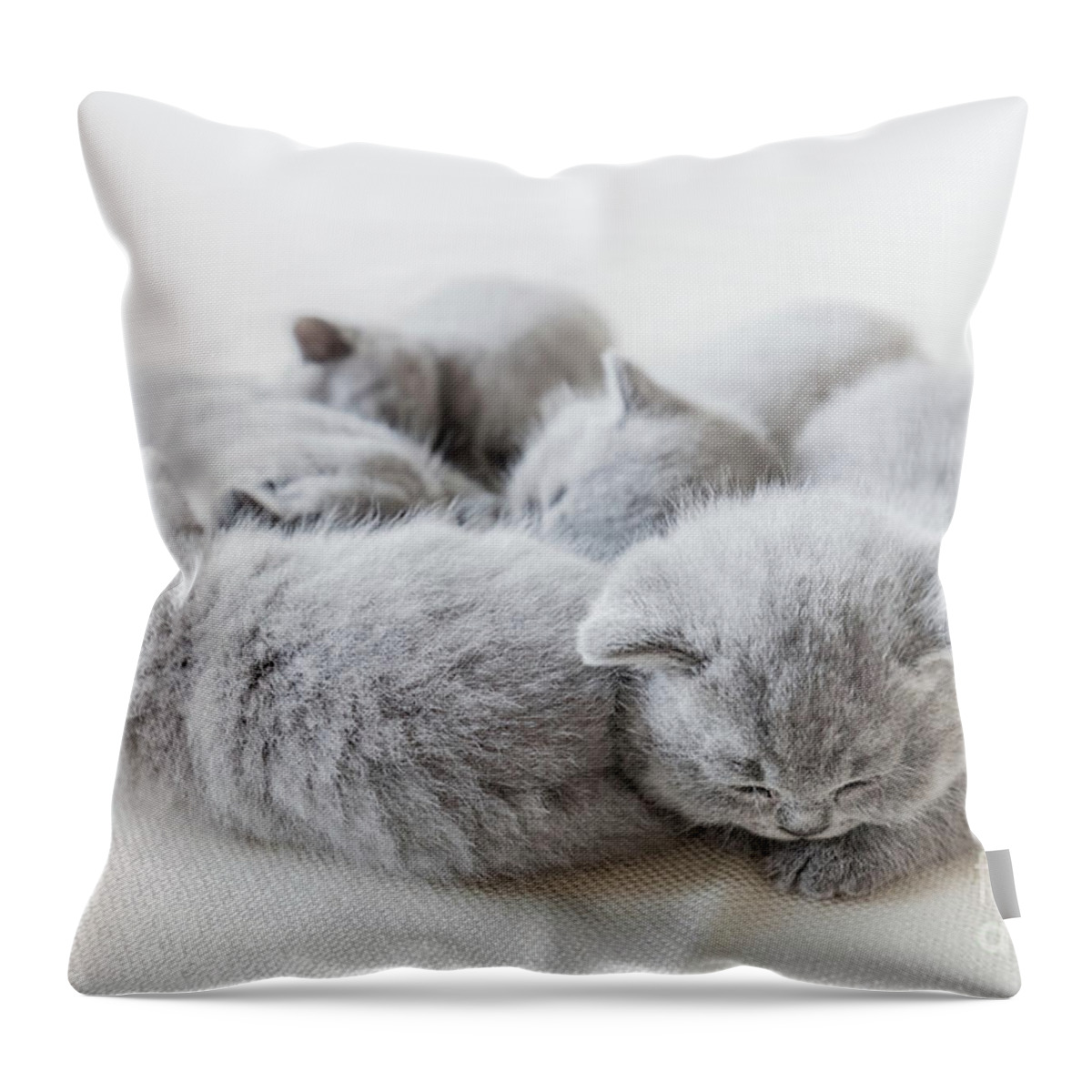 Pet Throw Pillow featuring the photograph Sleeping little cats in a group. British shorthair. by Michal Bednarek