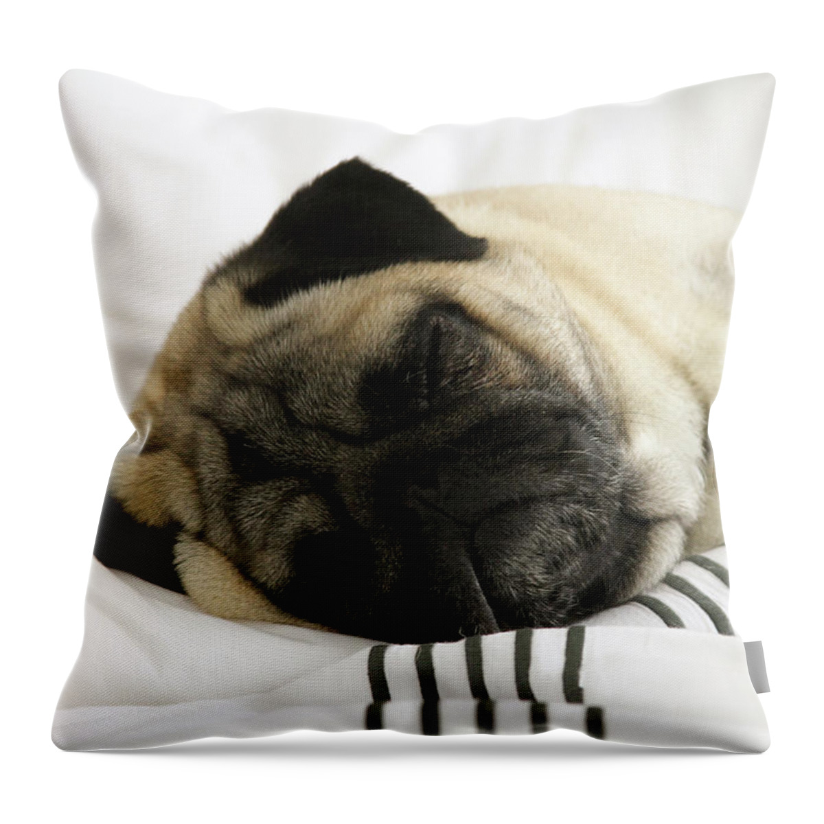 Pug Throw Pillow featuring the photograph Sleeping Pug by Jackson Pearson