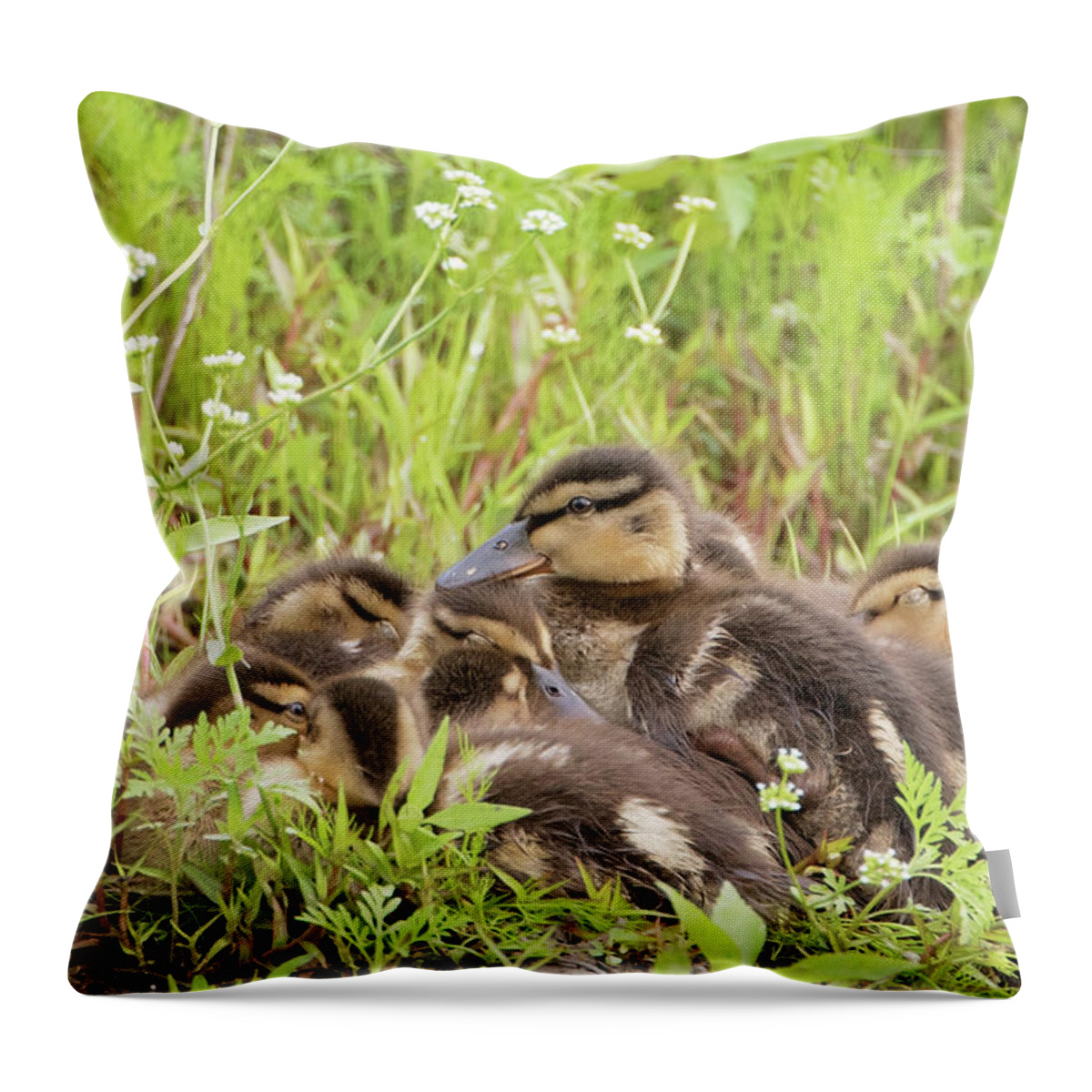 Duck Throw Pillow featuring the photograph Sleepy Ducklings by Eilish Palmer
