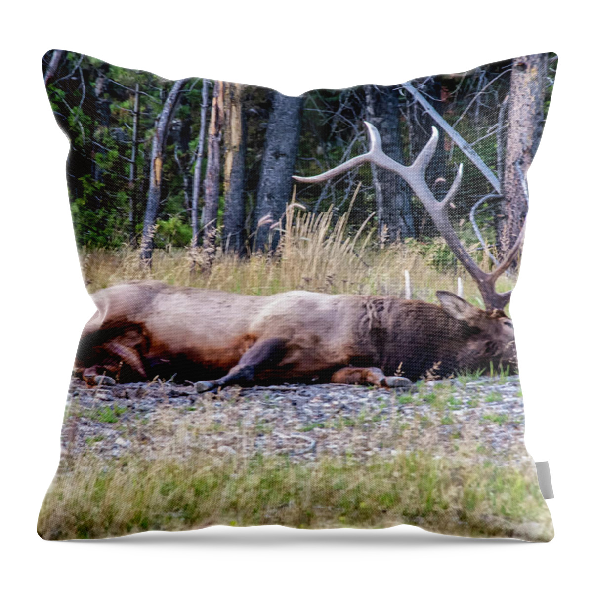Jasper National Park Throw Pillow featuring the photograph Sleepy Elk 2009 03 by Jim Dollar