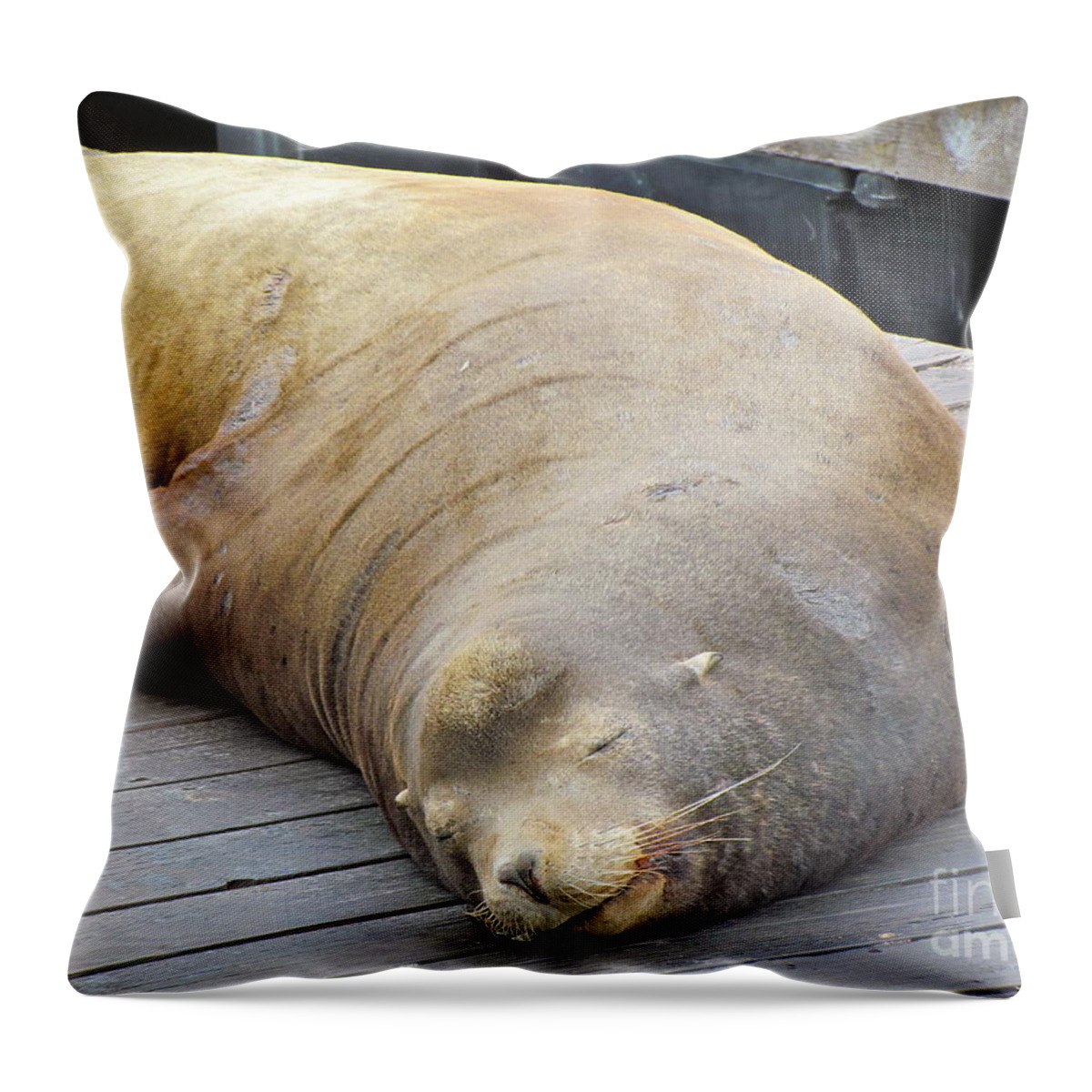 Adorable Throw Pillow featuring the photograph Sleepy Sea Lion by Beth Saffer