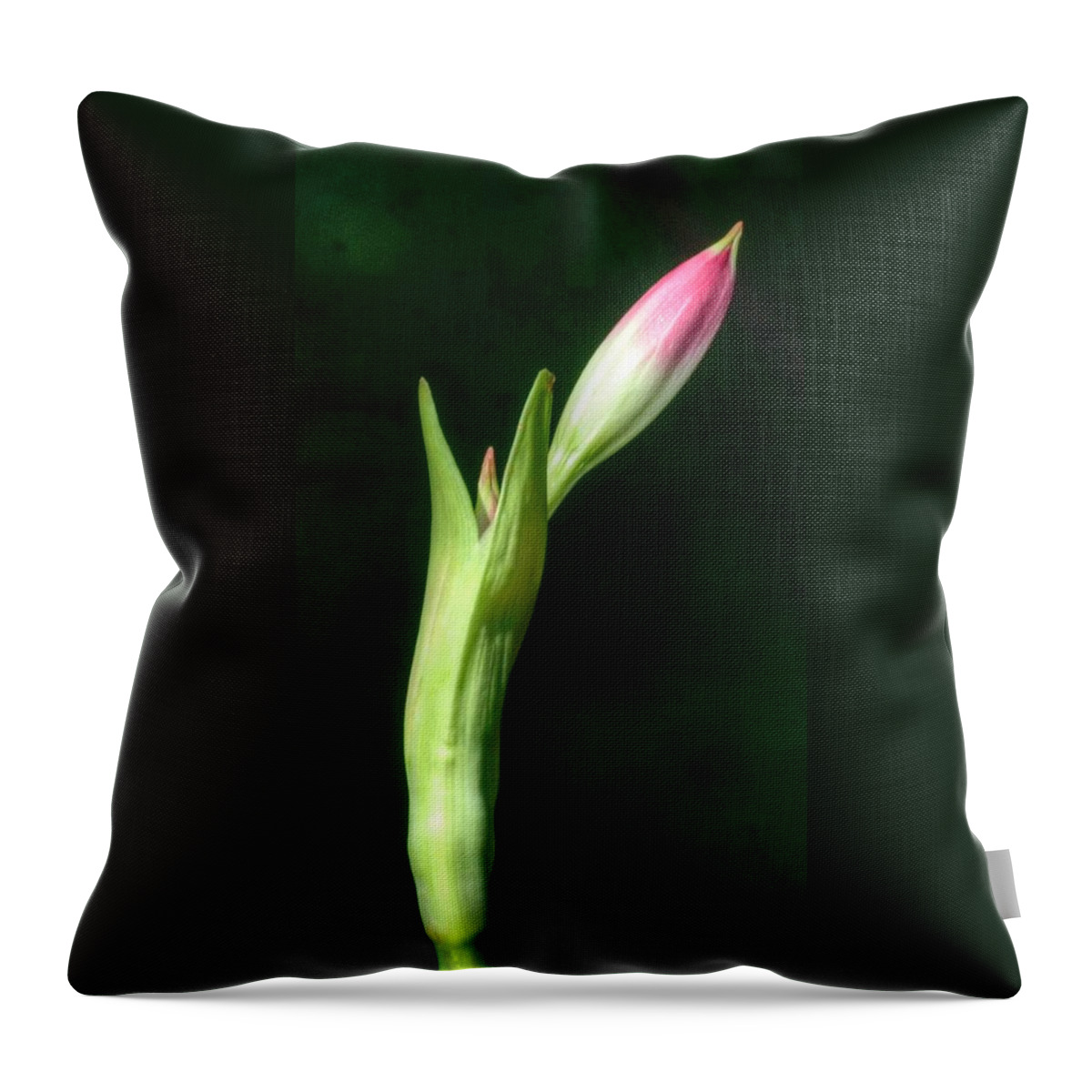 Budding Flower Throw Pillow featuring the photograph Slender Bud by Richard Omura