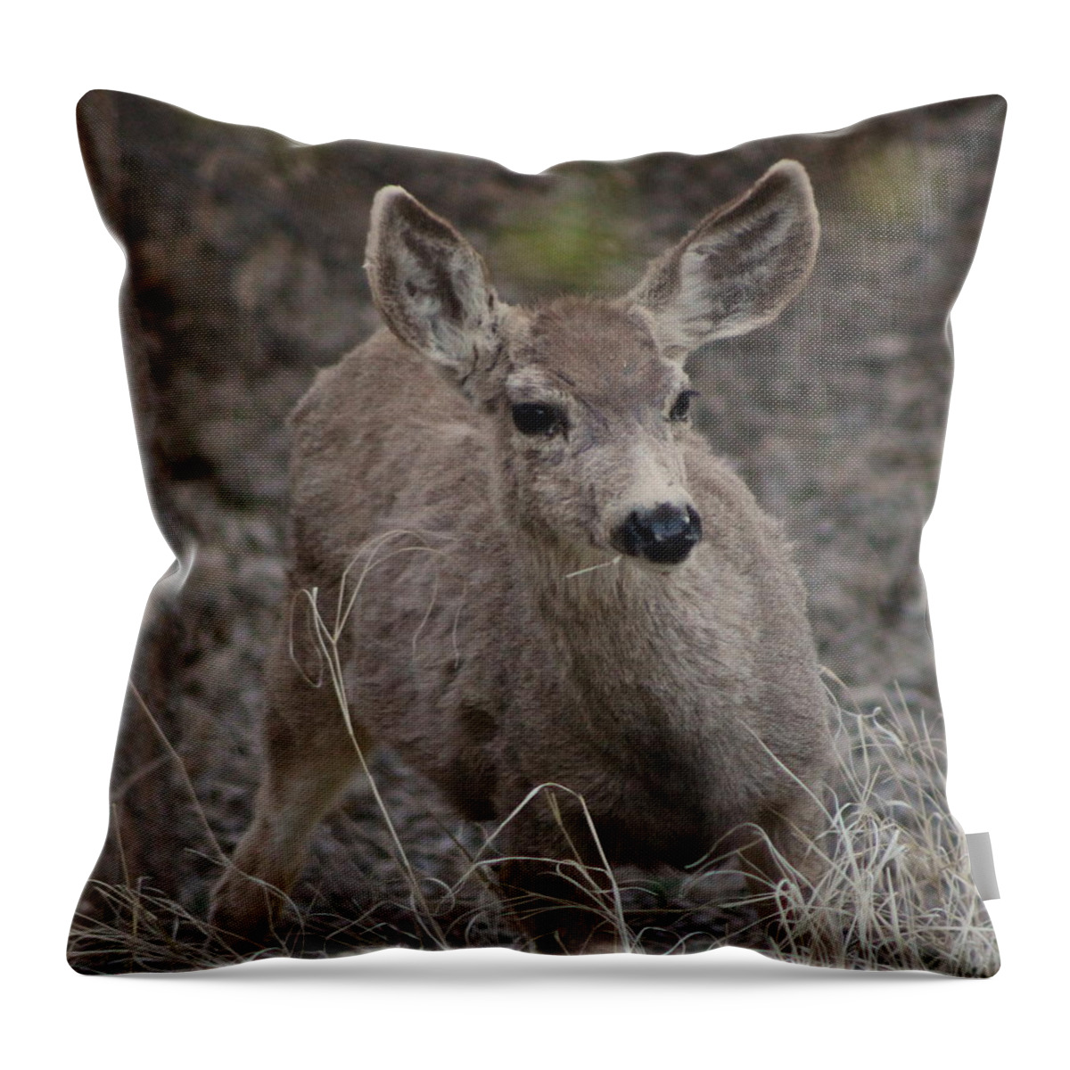 Deer Throw Pillow featuring the photograph Small Fawn in Tombstone by Colleen Cornelius
