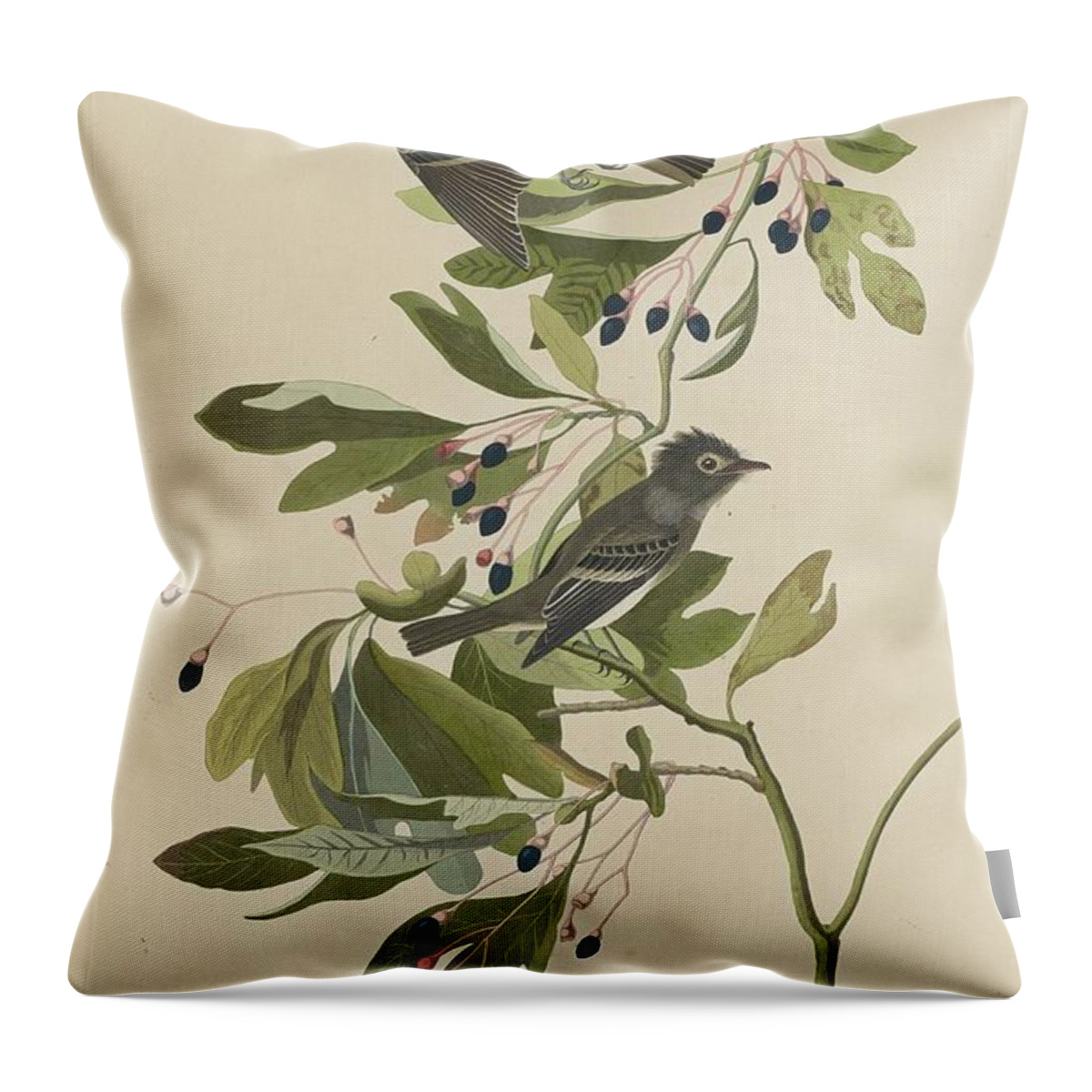 Audubon Throw Pillow featuring the drawing Small Green-Crested Flycatcher by Dreyer Wildlife Print Collections 