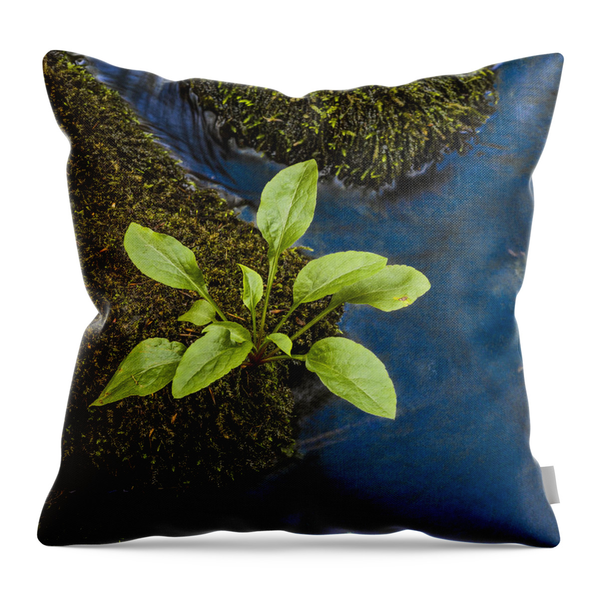 Fern Throw Pillow featuring the photograph Small sprout by Elmer Jensen