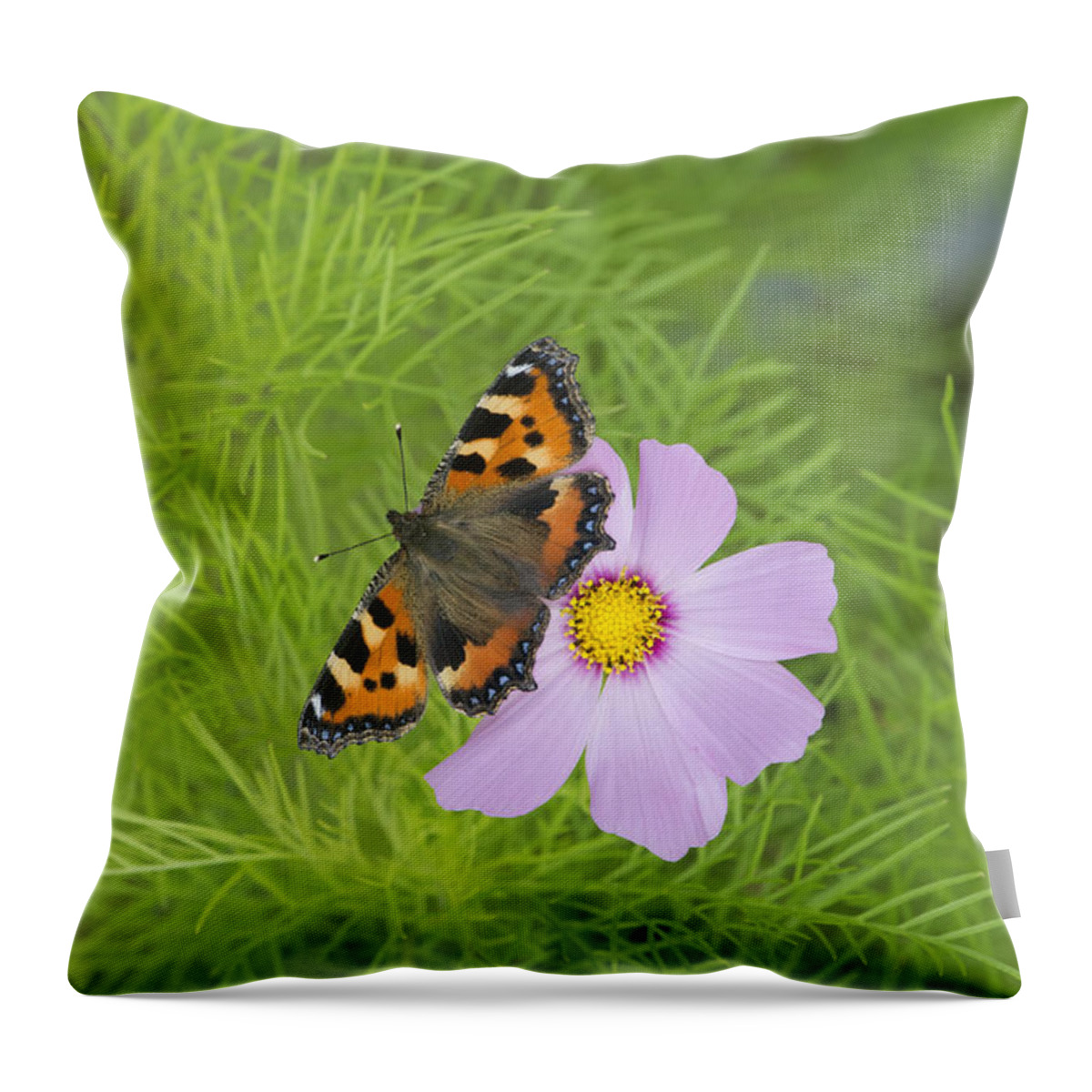Aglais Urticae Throw Pillow featuring the photograph Small Tortoiseshell by Tim Gainey