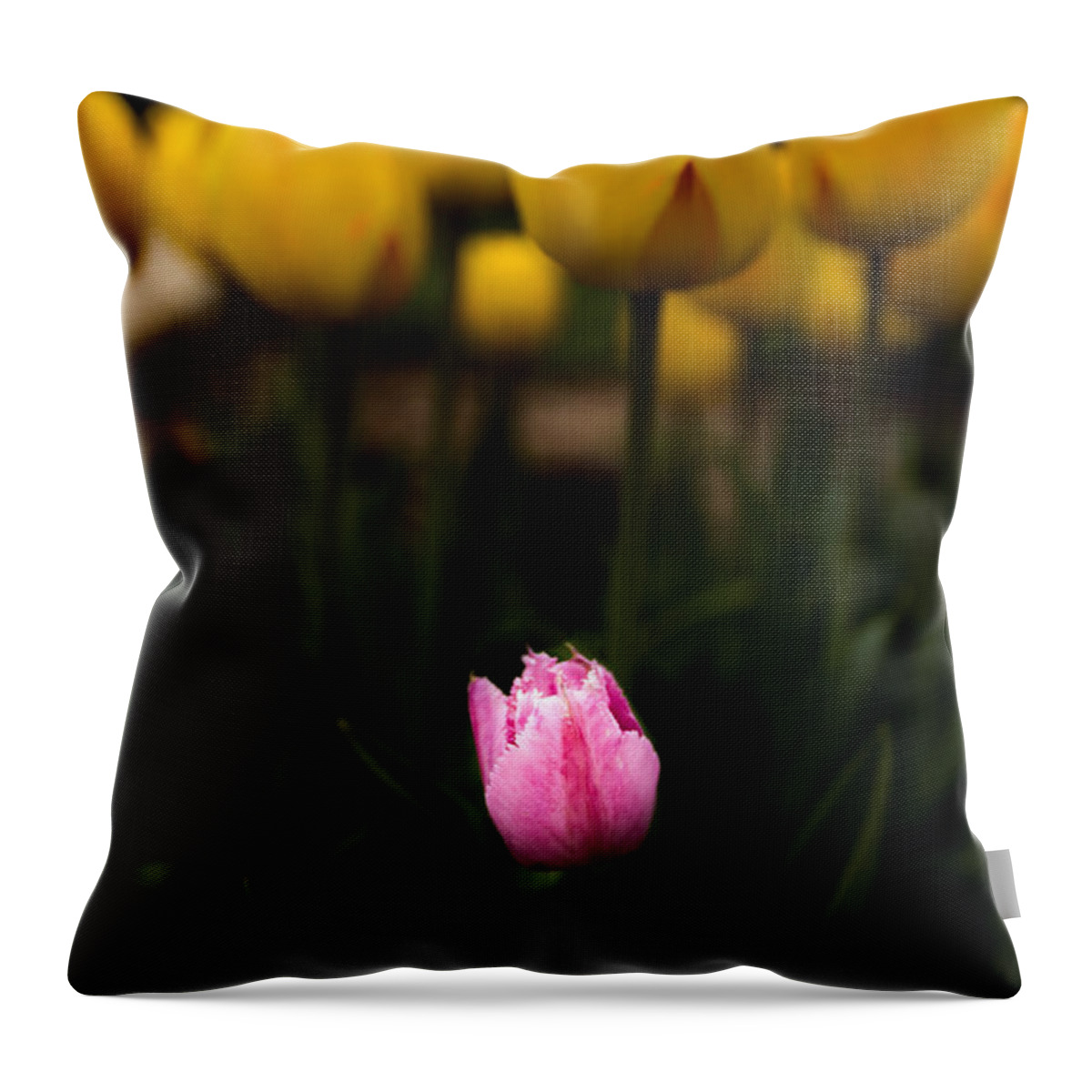 Jay Stockhaus Throw Pillow featuring the photograph Small Tulip by Jay Stockhaus