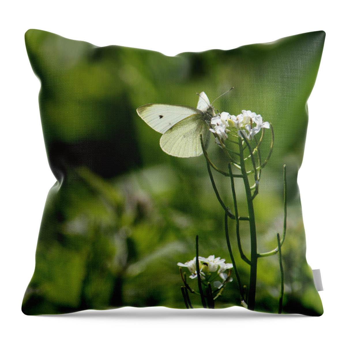 Butterfly Throw Pillow featuring the photograph Small White In Scottish Meadow by Adrian Wale