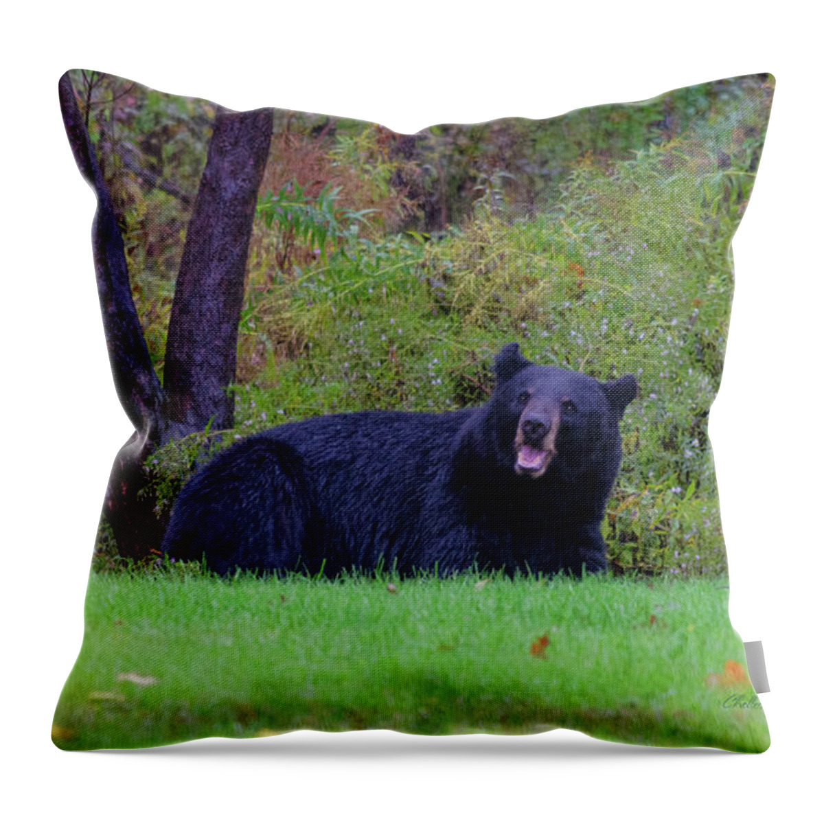 Bear Throw Pillow featuring the photograph Smiling Bear by ChelleAnne Paradis