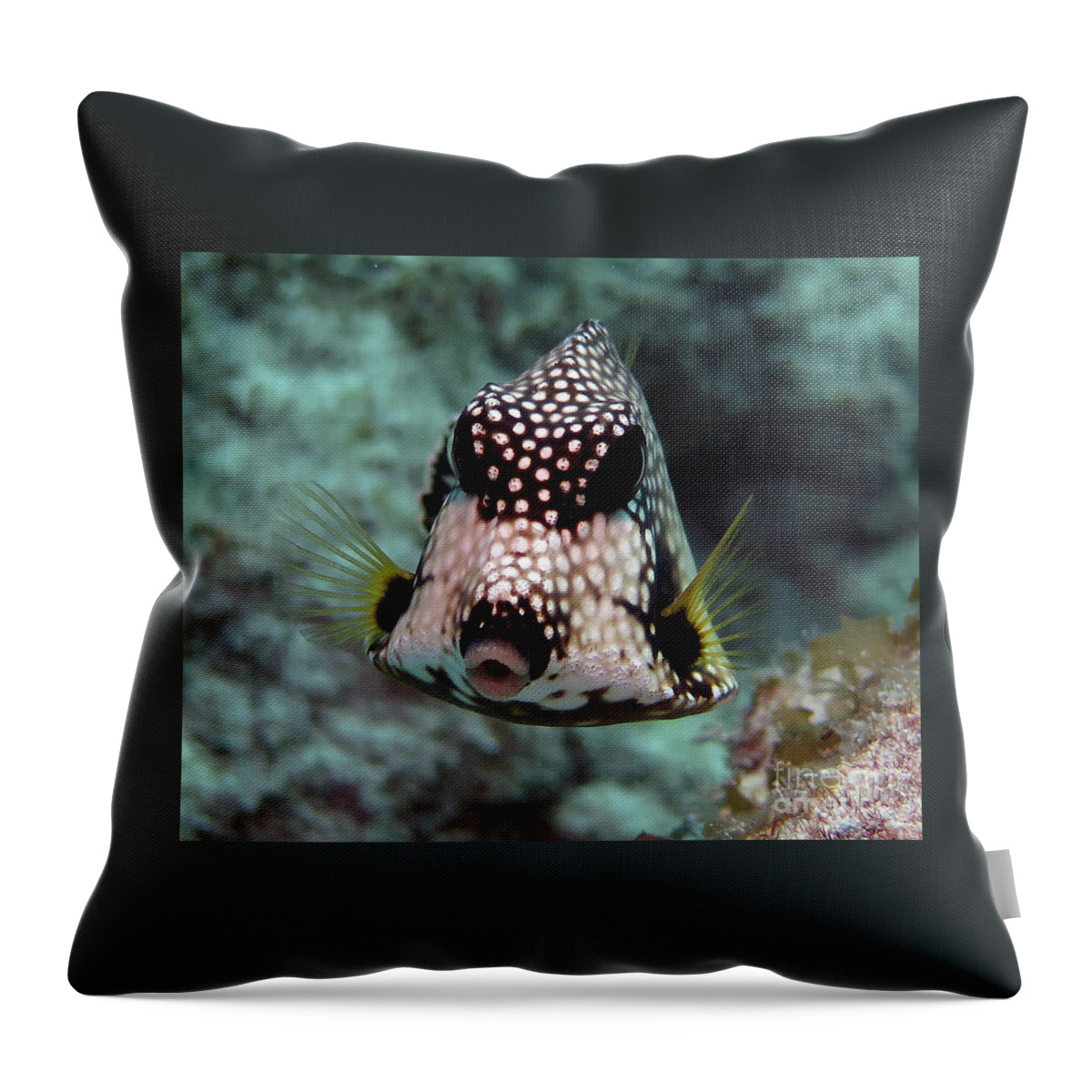 Underwater Throw Pillow featuring the photograph Smooth Trunkfish by Daryl Duda