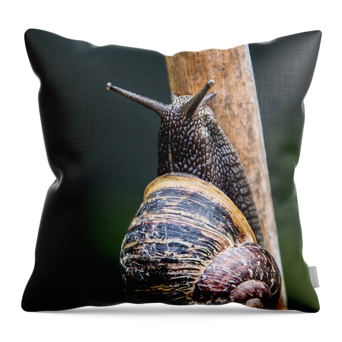 Snail Throw Pillow featuring the photograph Snail by Martina Fagan