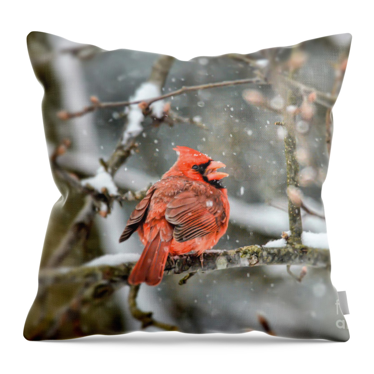 Bird Throw Pillow featuring the photograph Snow Bird - Male Northern Cardinal by Kerri Farley
