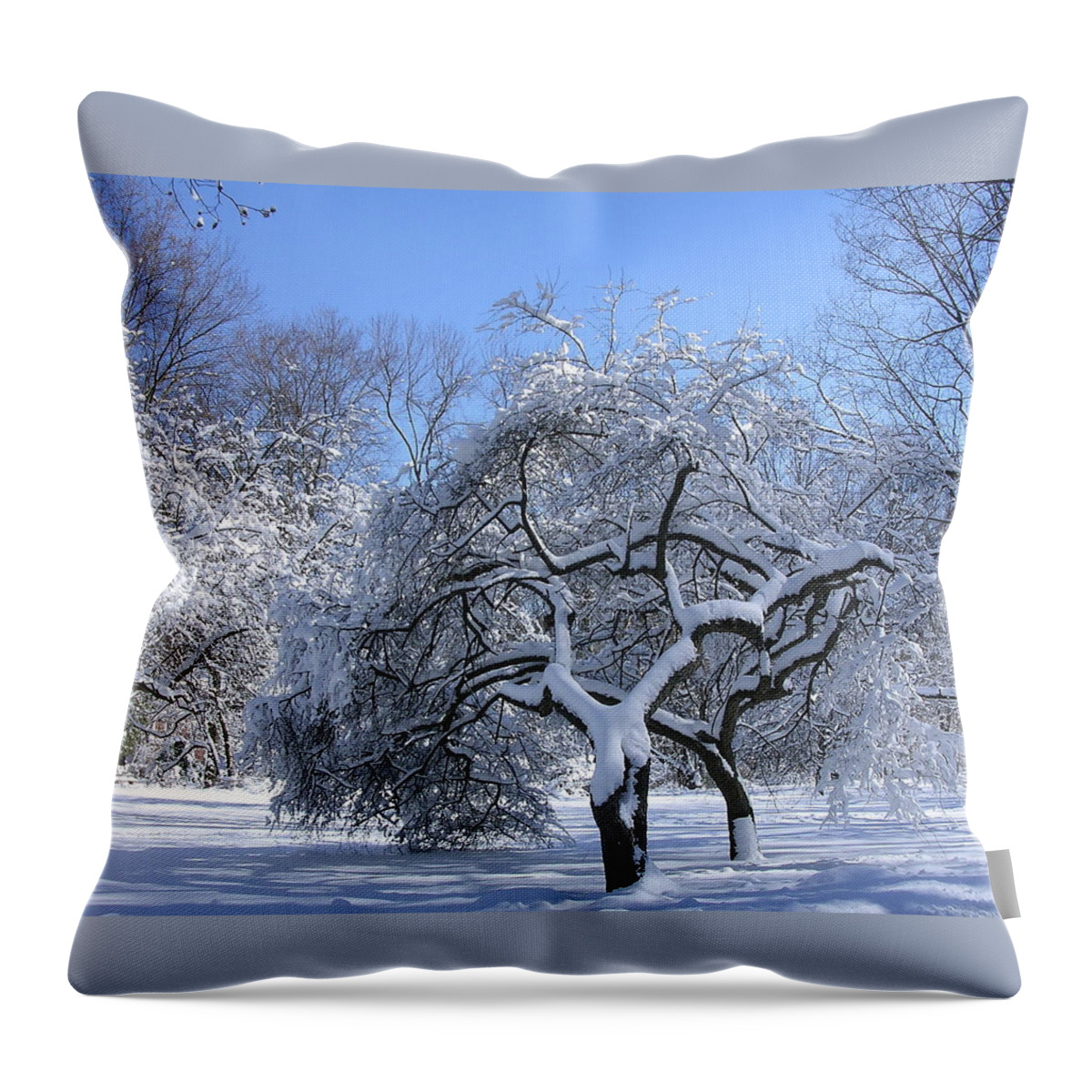 Apple Tree Throw Pillow featuring the photograph Snow-Covered Sunlit Apple Trees by Byron Varvarigos