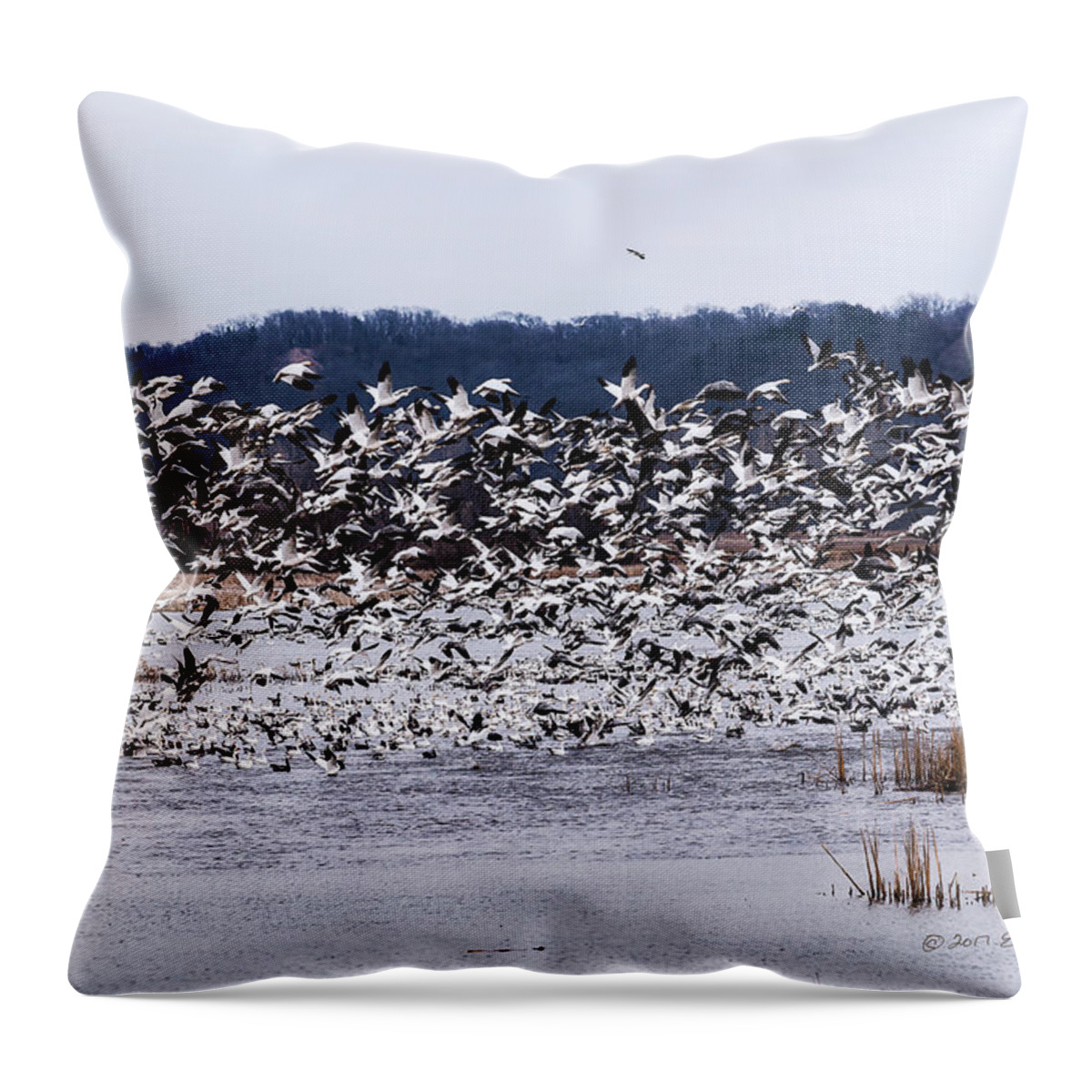 Squaw Creek Throw Pillow featuring the photograph Snow Geese At Squaw Creek by Ed Peterson