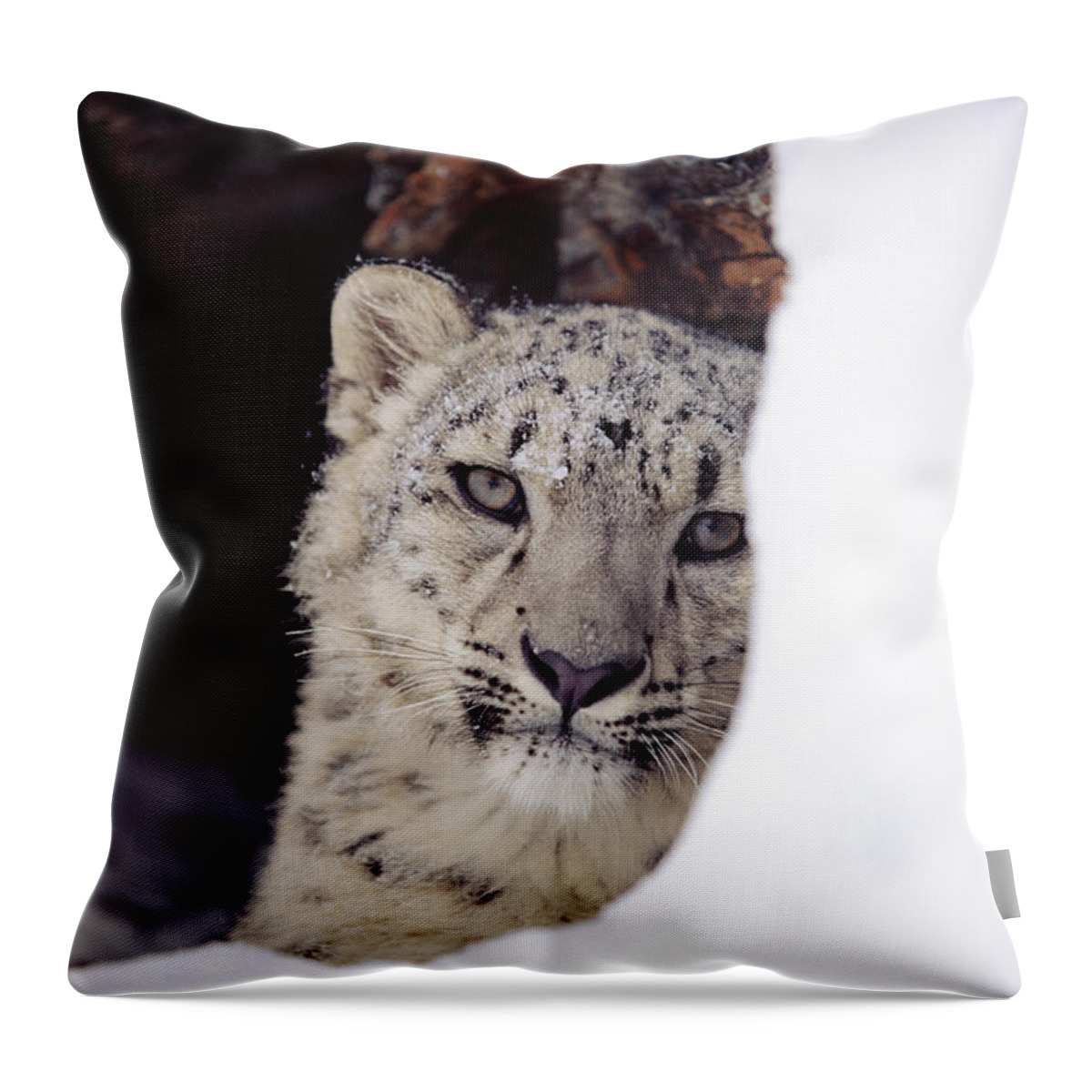 Mp Throw Pillow featuring the photograph Snow Leopard Uncia Uncia Adult, Looking by Tim Fitzharris