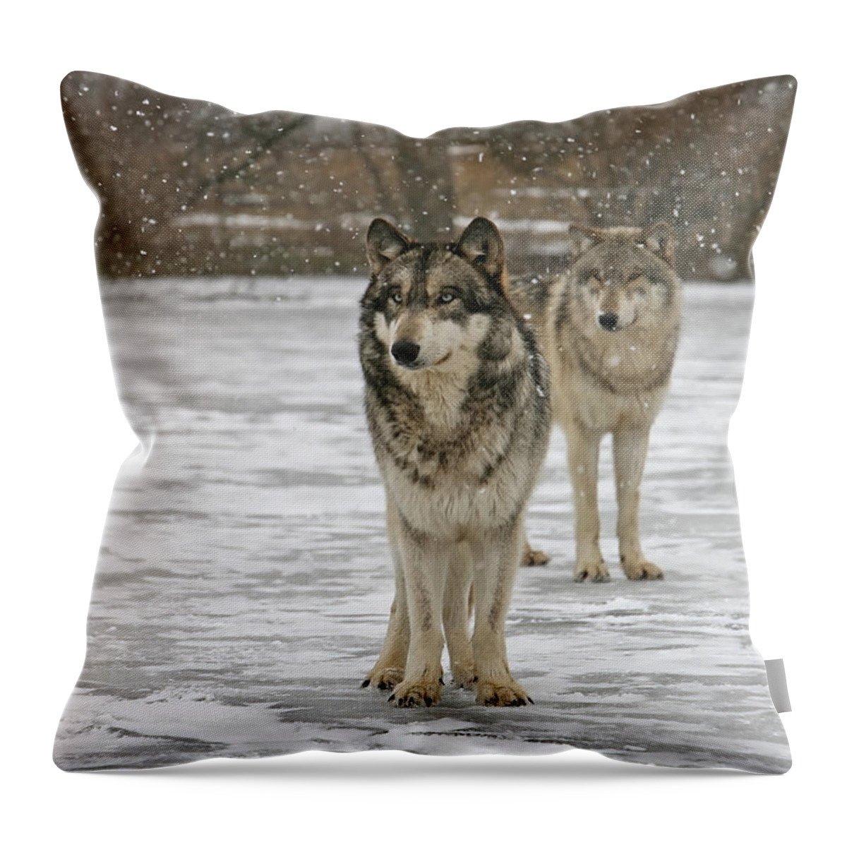 Wolf Wolves Pair Grey Timberwolf Canis Lupis Animal Wildlife Photography Photograph Snow Throw Pillow featuring the photograph Snow Mates by Shari Jardina