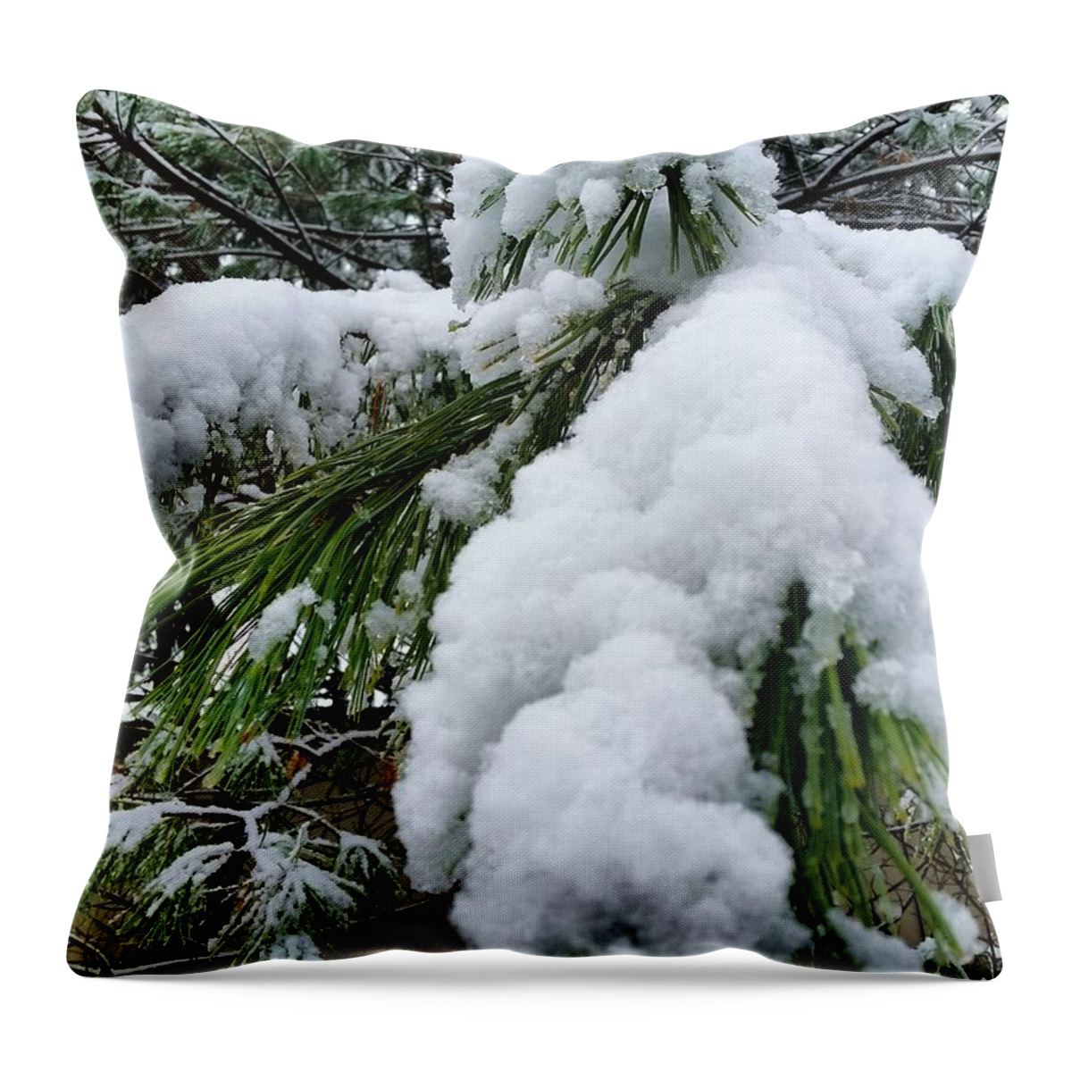 Snow Throw Pillow featuring the photograph Snow on Evergreen Branch by Vic Ritchey
