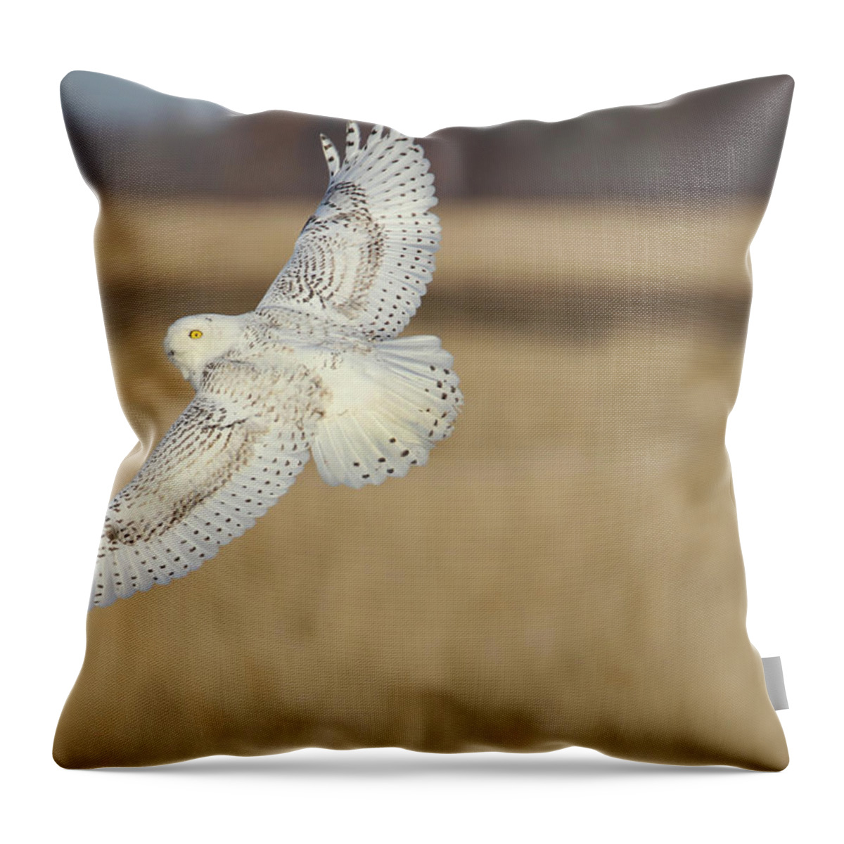 Snowy Owl Throw Pillow featuring the photograph Snow Owl Flight 2 by Brook Burling