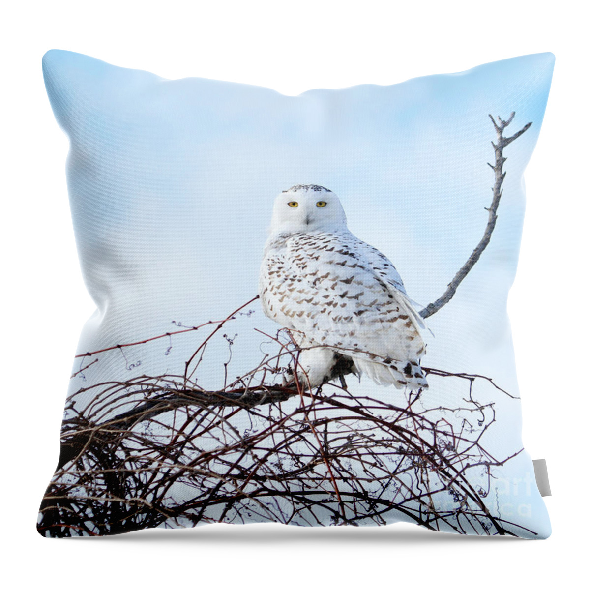 Snowy Owl Throw Pillow featuring the photograph Snow White by Heather King